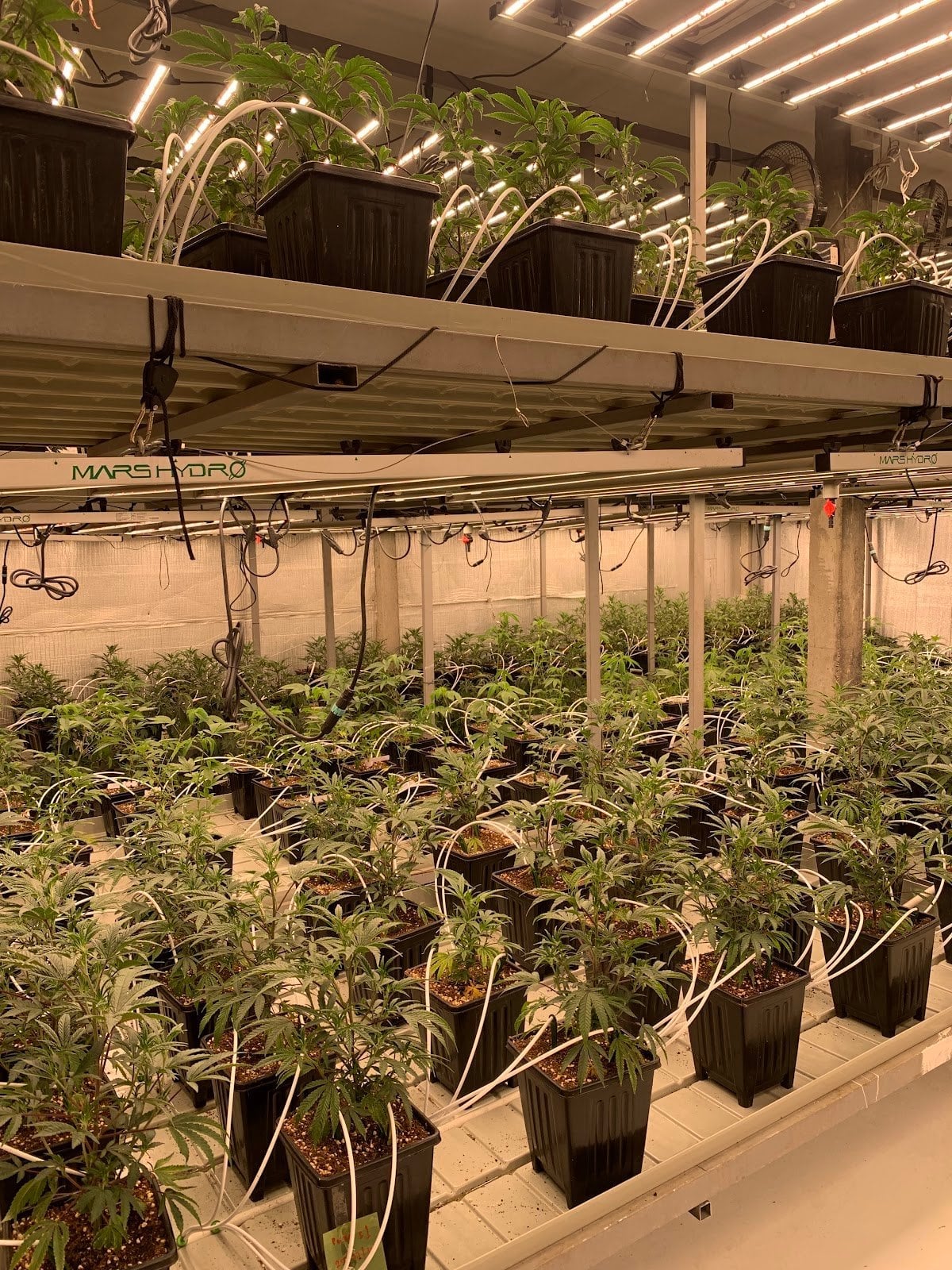 Mac 420 Cannabis Store Weed