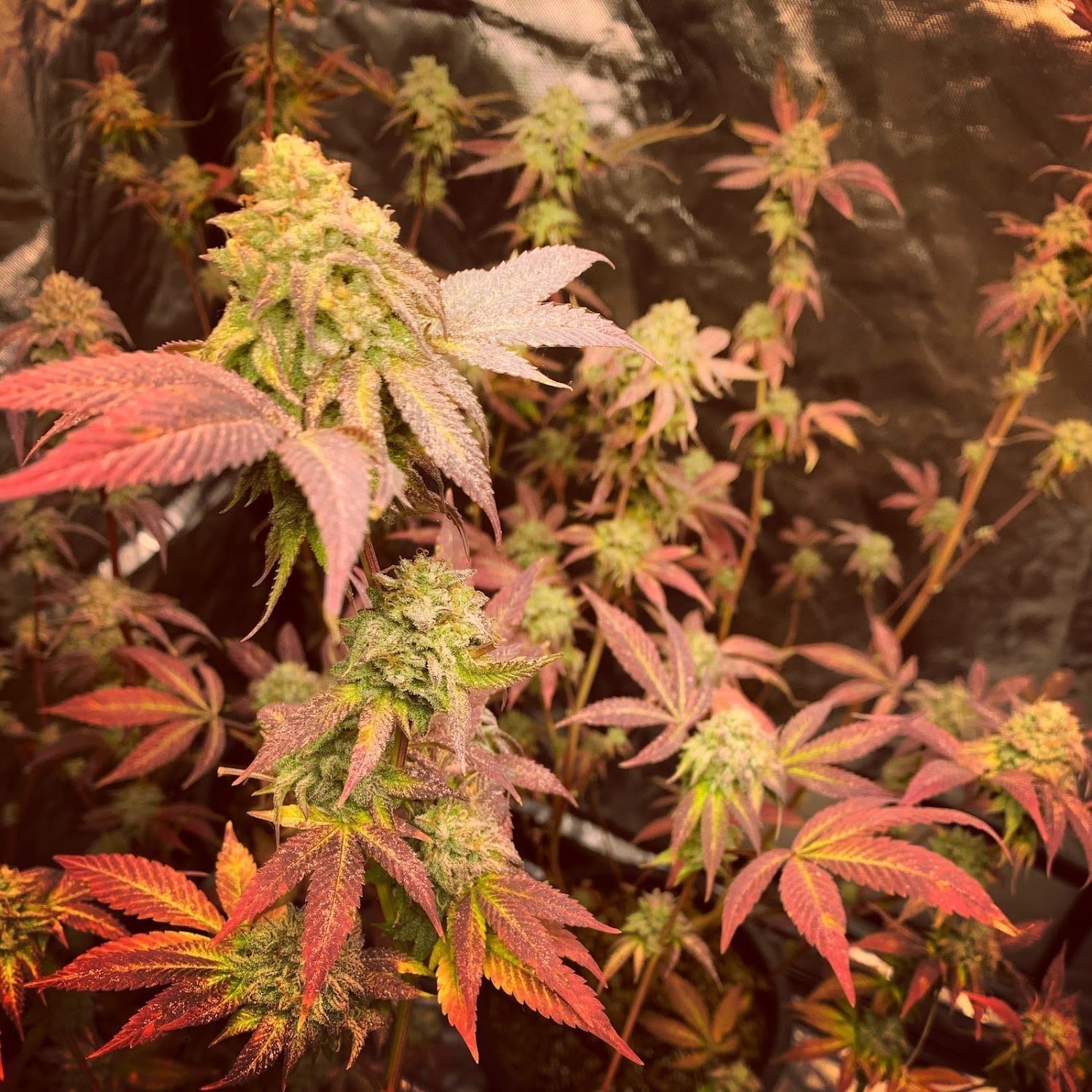 Dispensary1 Weed & Wellness