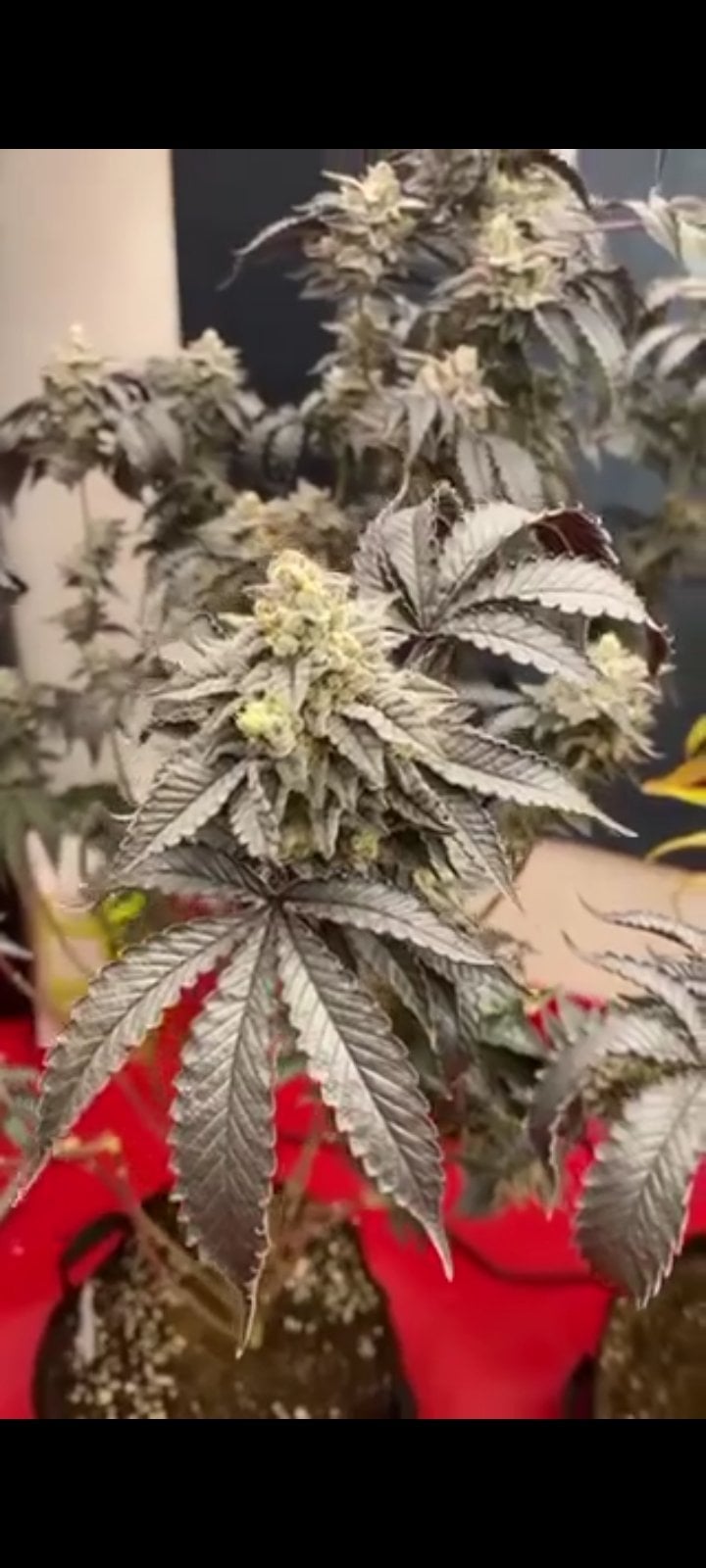 Green Sons Top Bud's Farm
