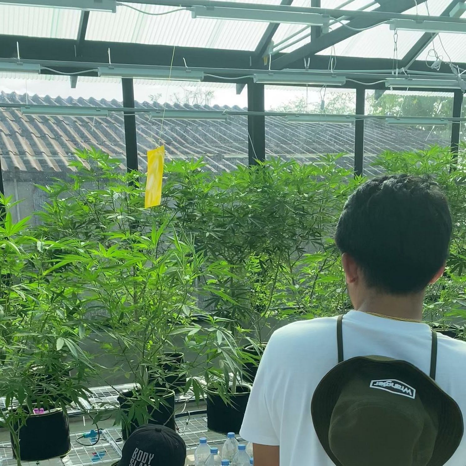 Highthai420 Cannabis Farm Ang Thong
