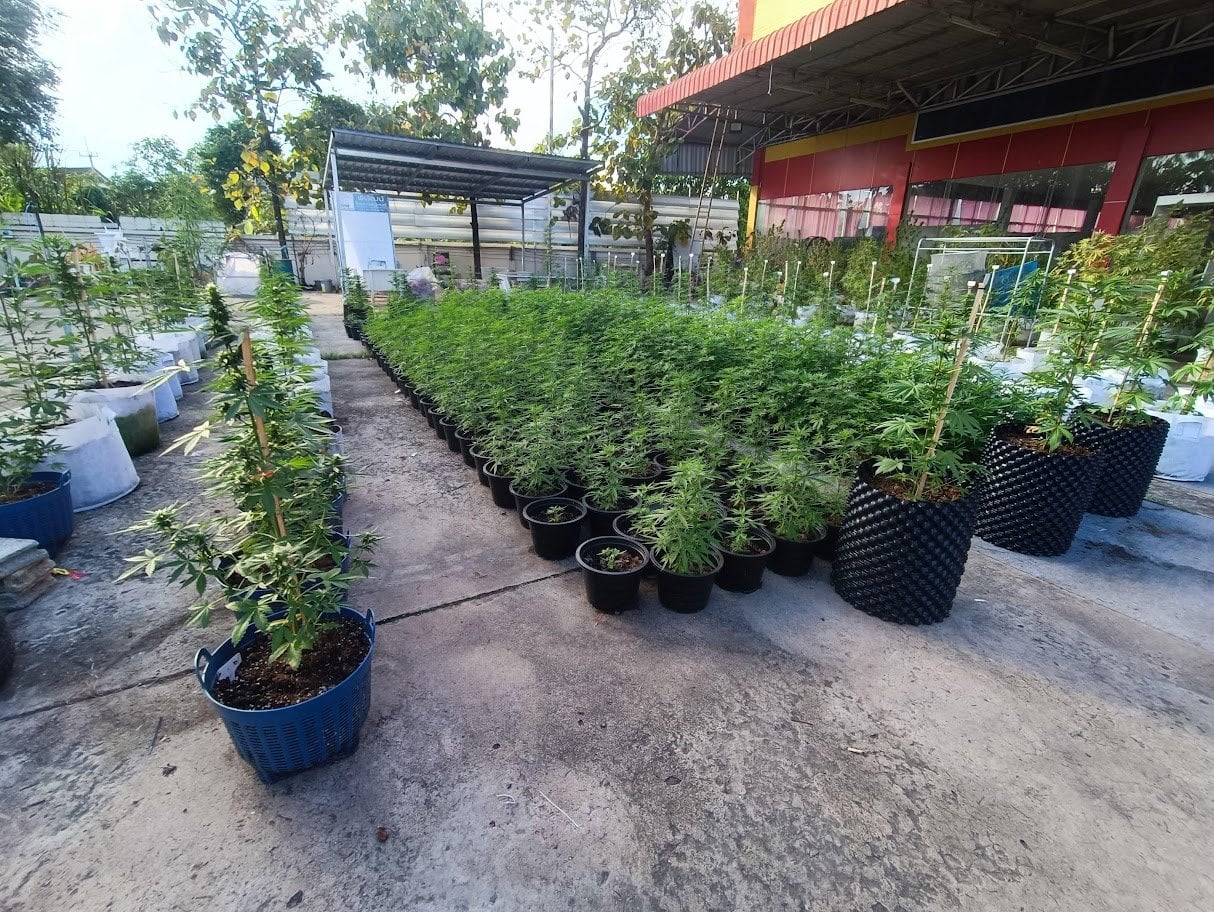 Farm Weed MAGIC CANNABIS TH
