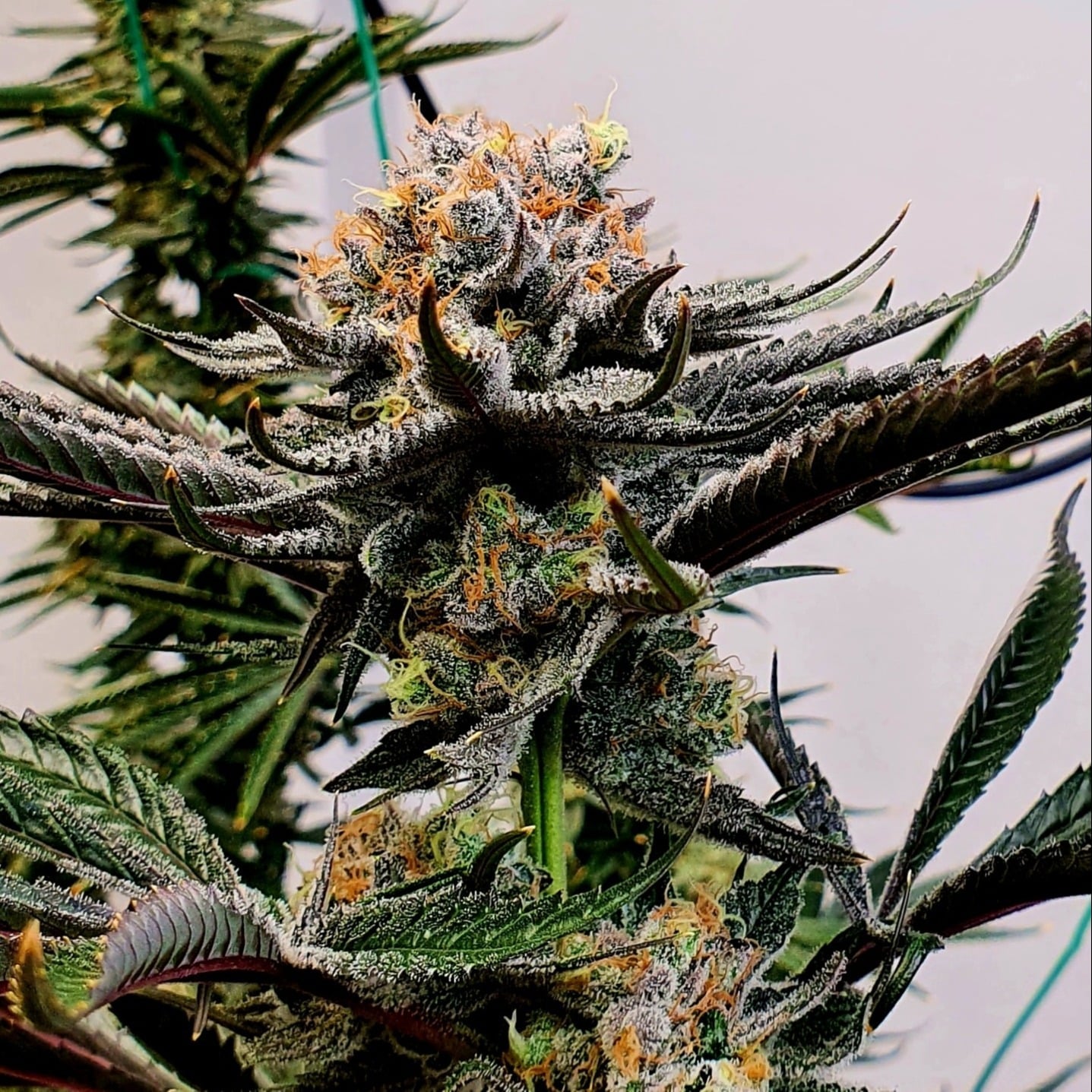 Hughes Bud