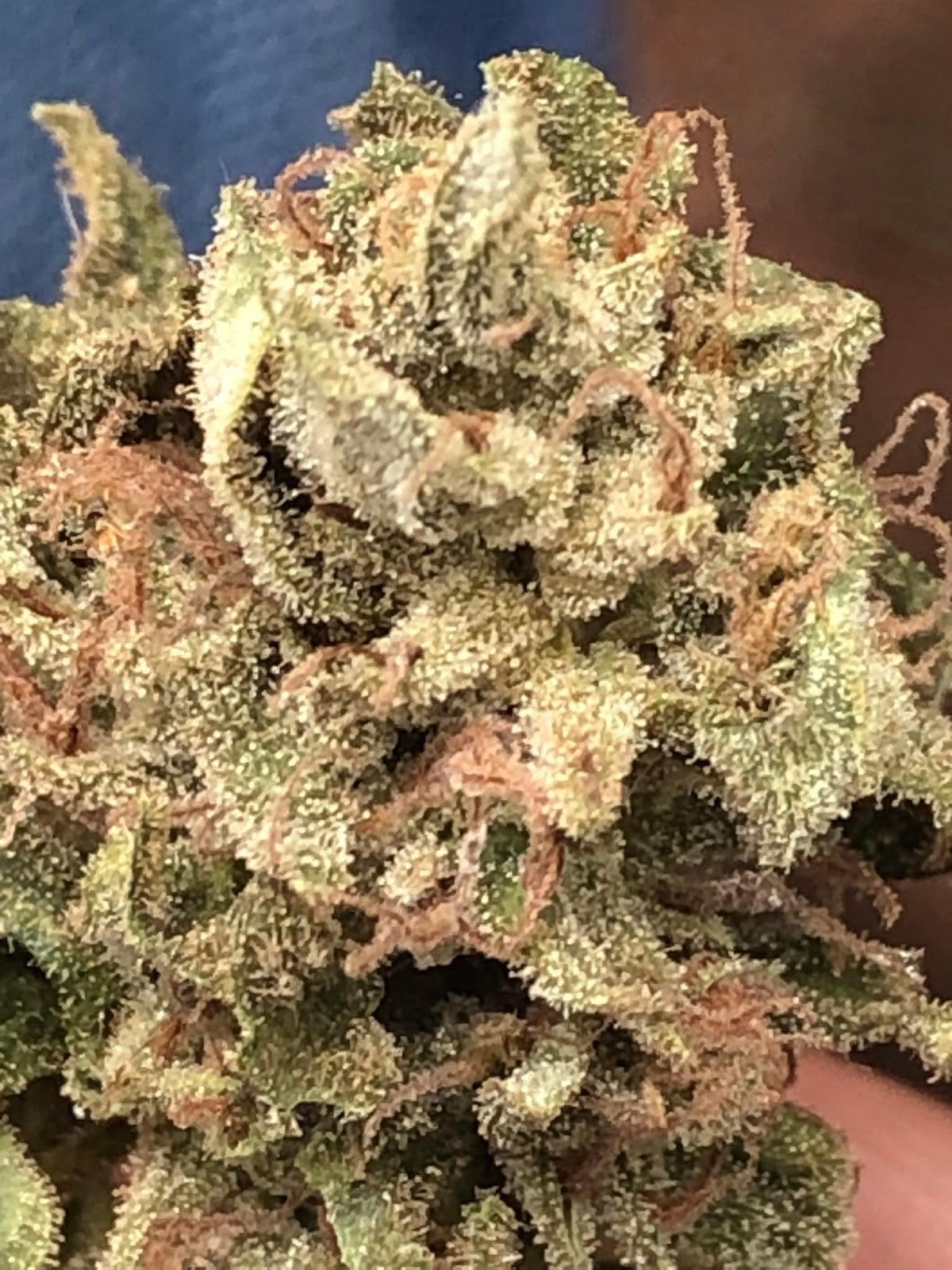 Cannabis Fun Farm