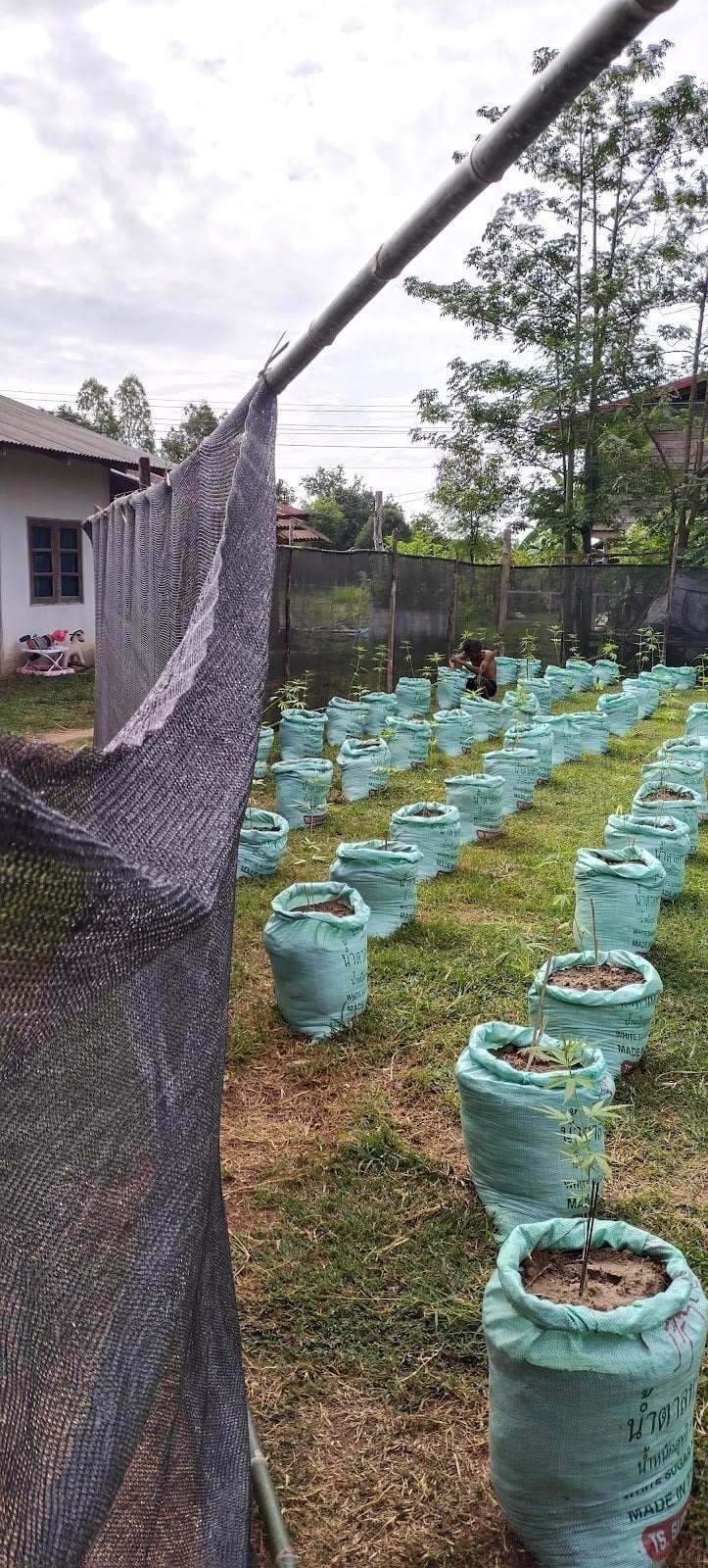 Father Phet’s Garden