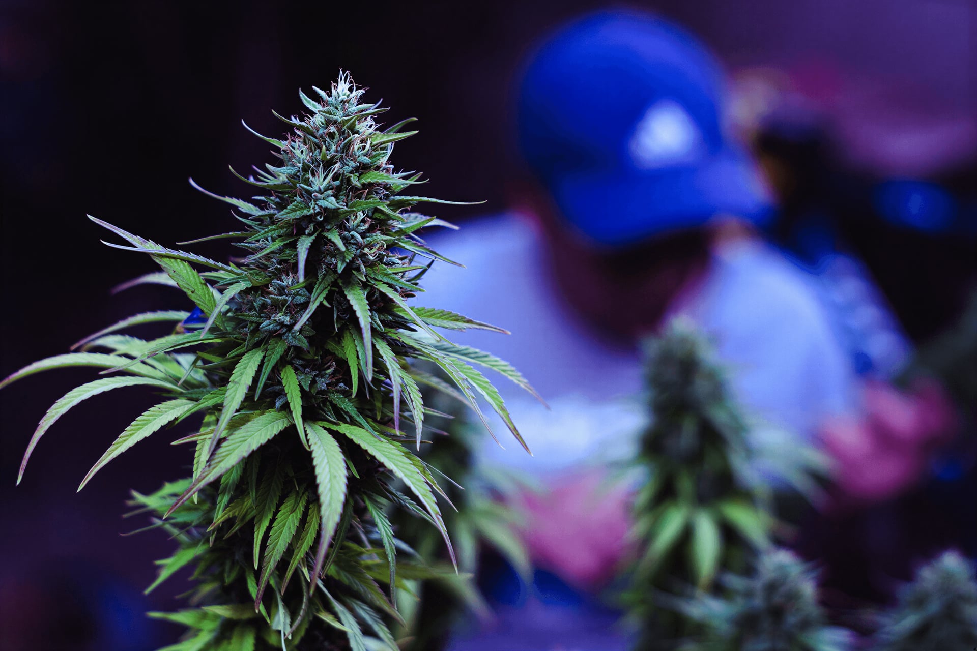 Wubatz Cannabis Social Club