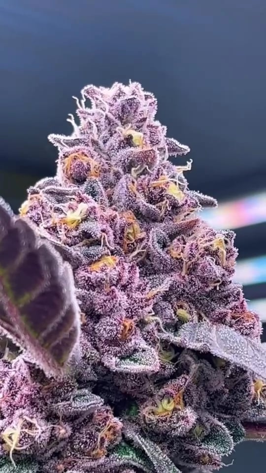 OG Cozy Cannabis