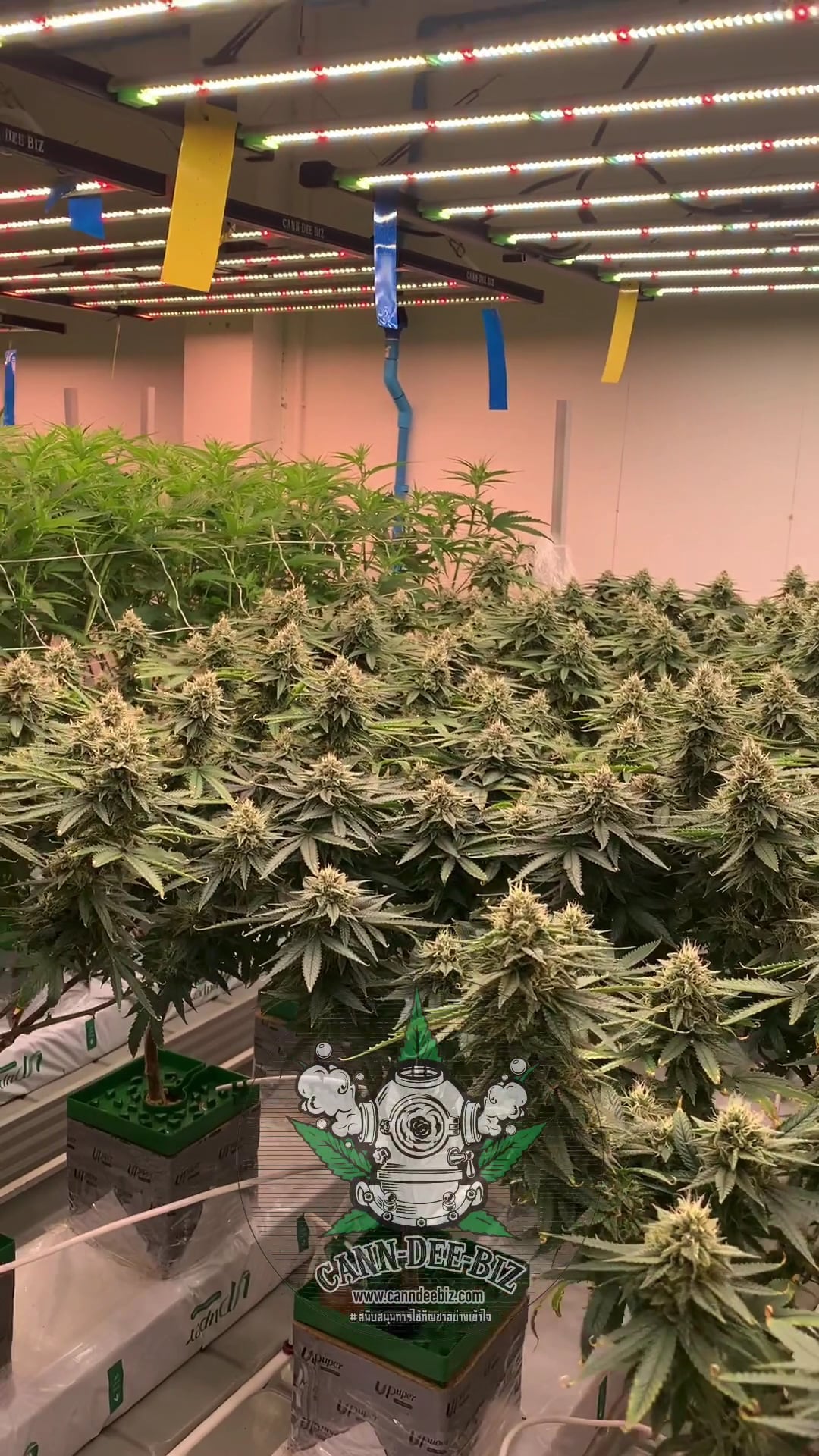 CannDeeBiz