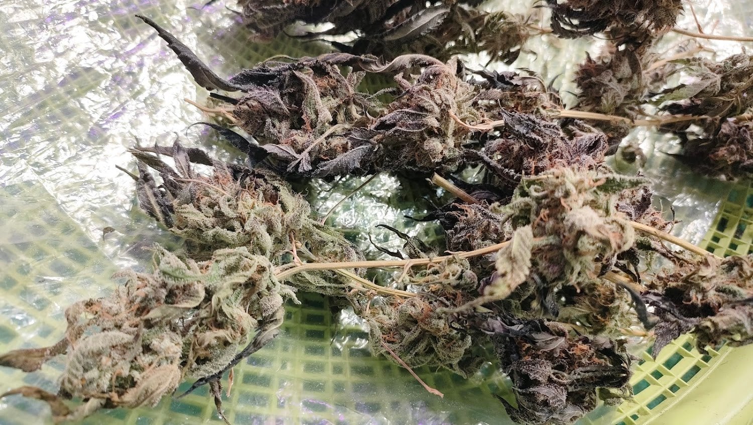 Sweet Leaf