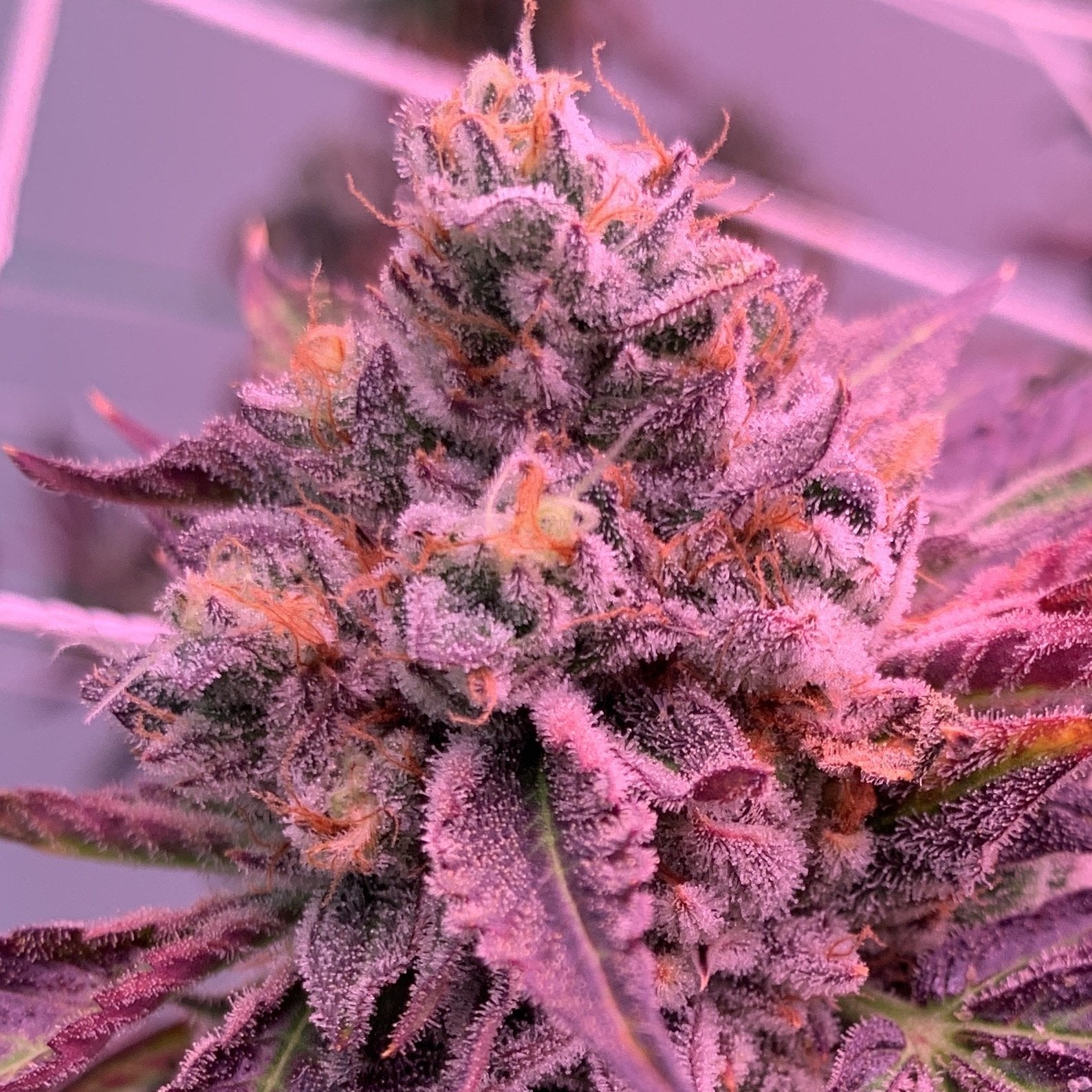 Fc Fresf Cannabiz