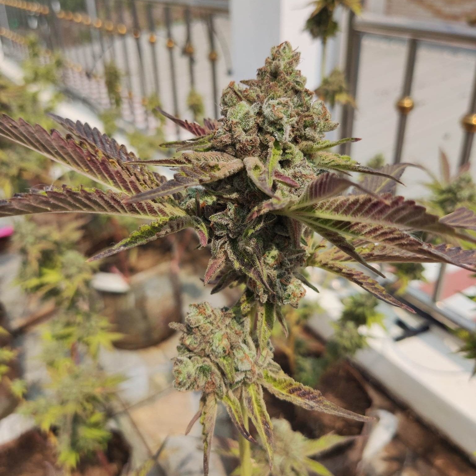 Flower OG