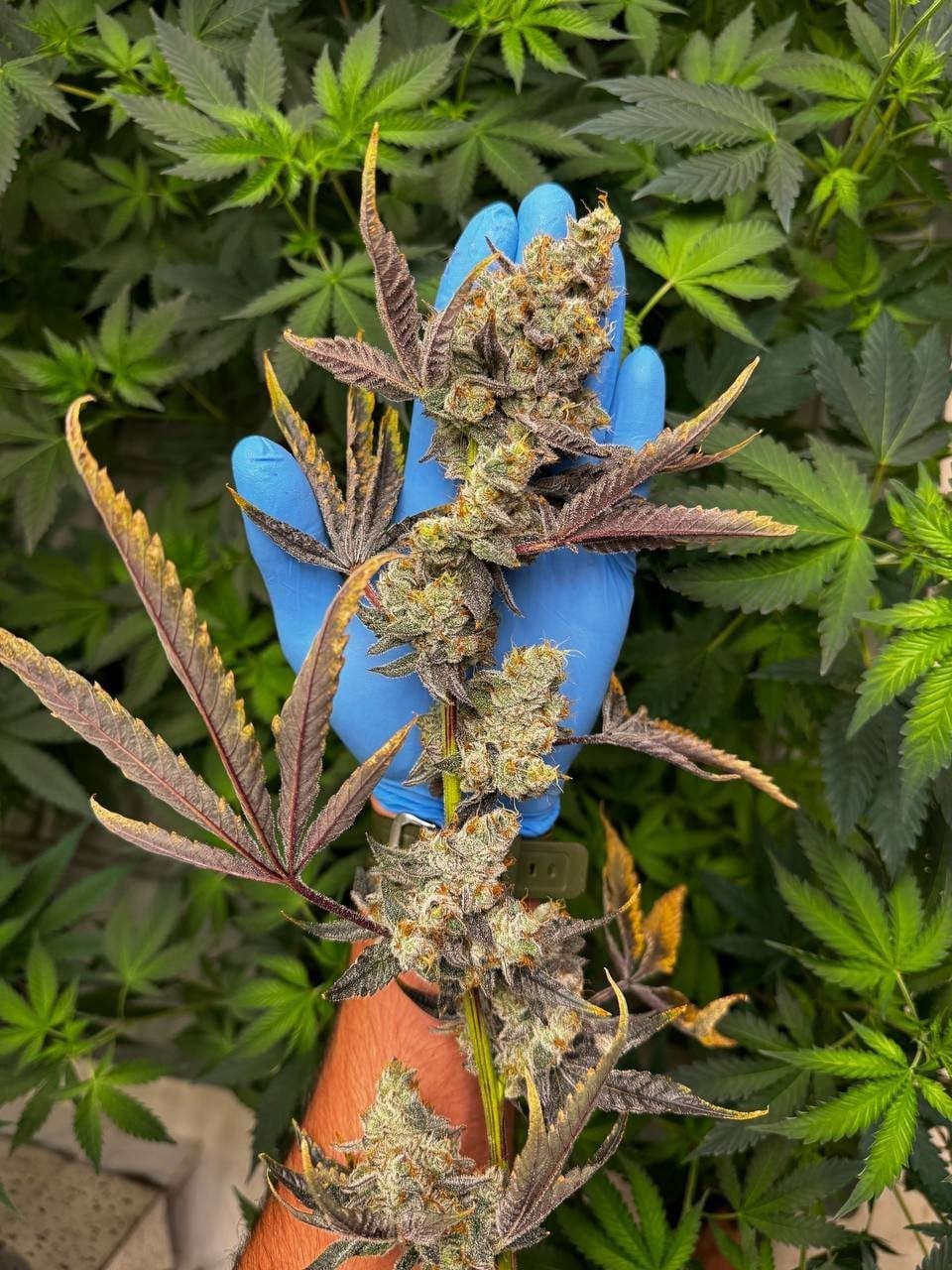Cannabis Island