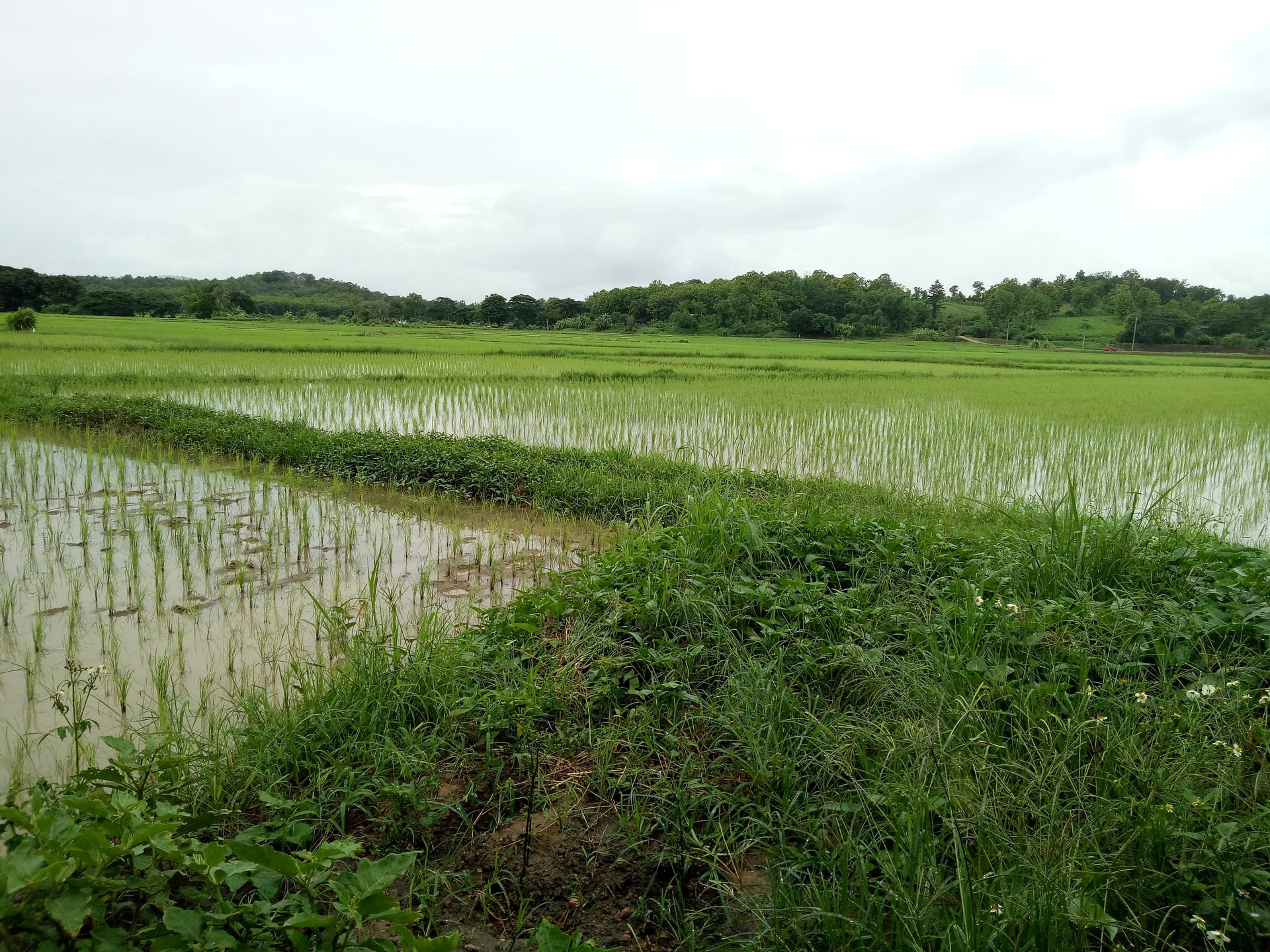 Pethlanna Organic Farm