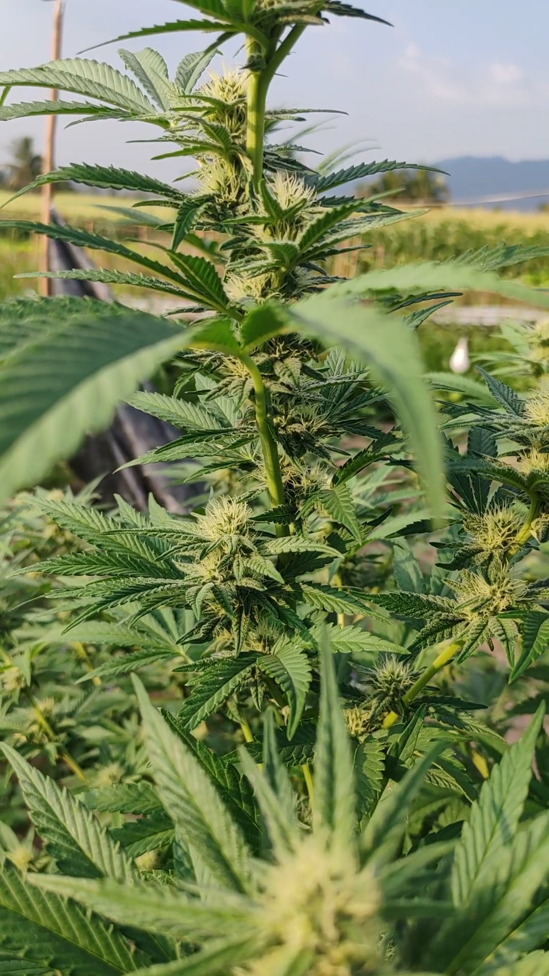 BongKok Cannabis Farm And