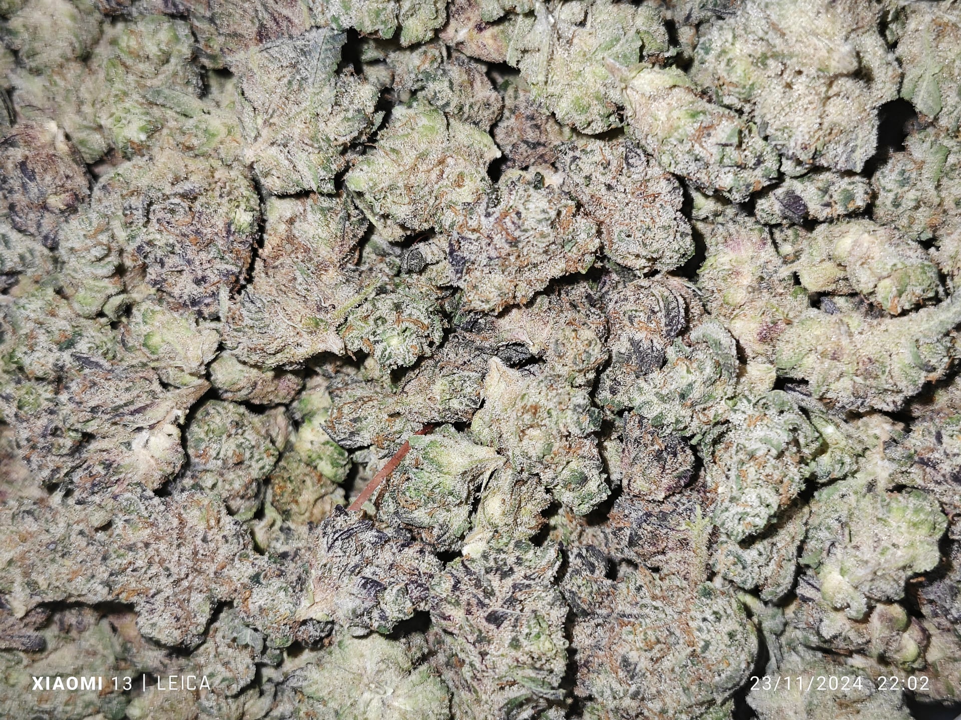 Sweedcannabis