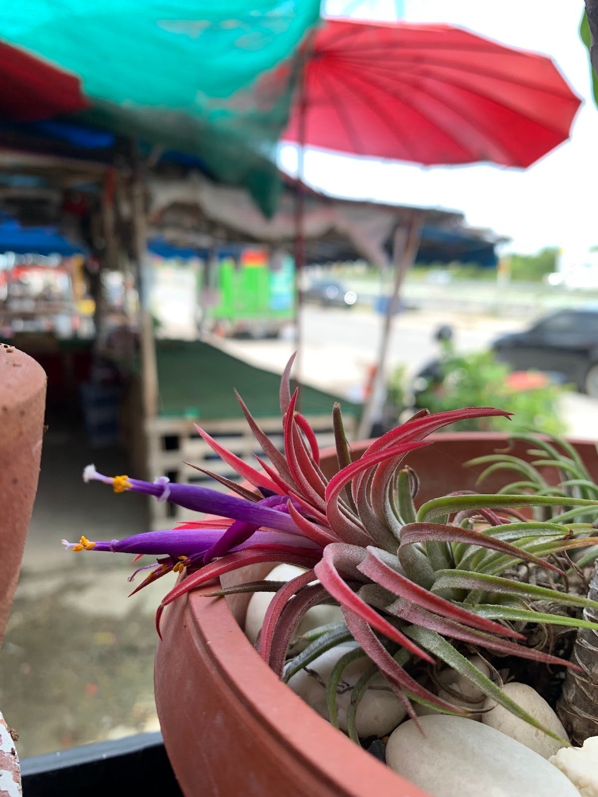 Hua Hin Cannabis
