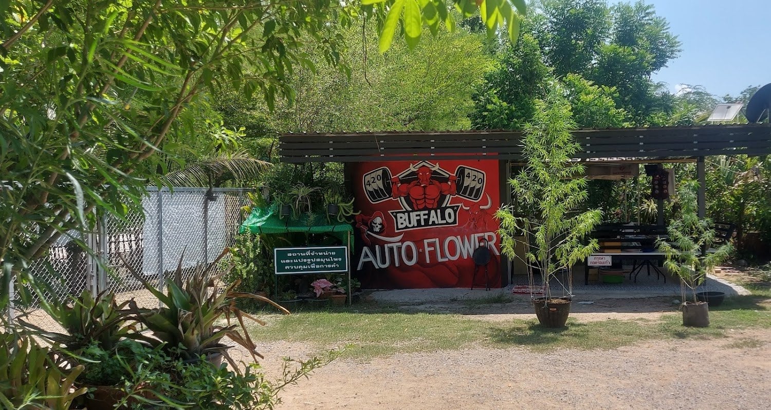Buffalo Auto Flower