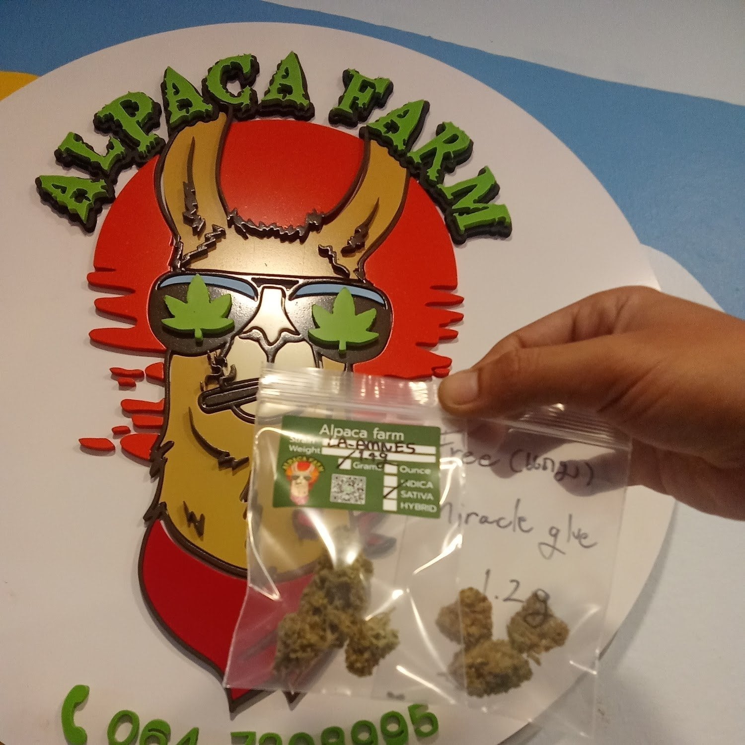 Alpaca
