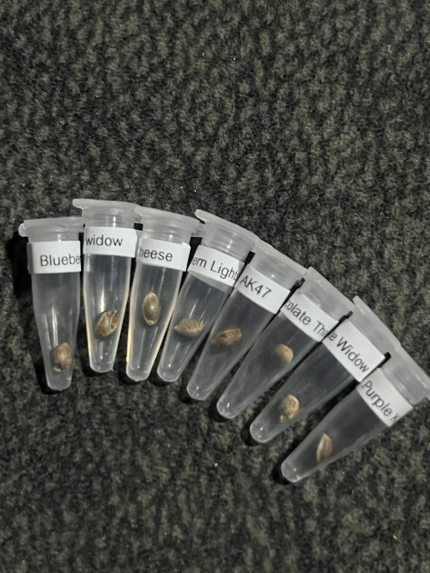 Weed Seeds