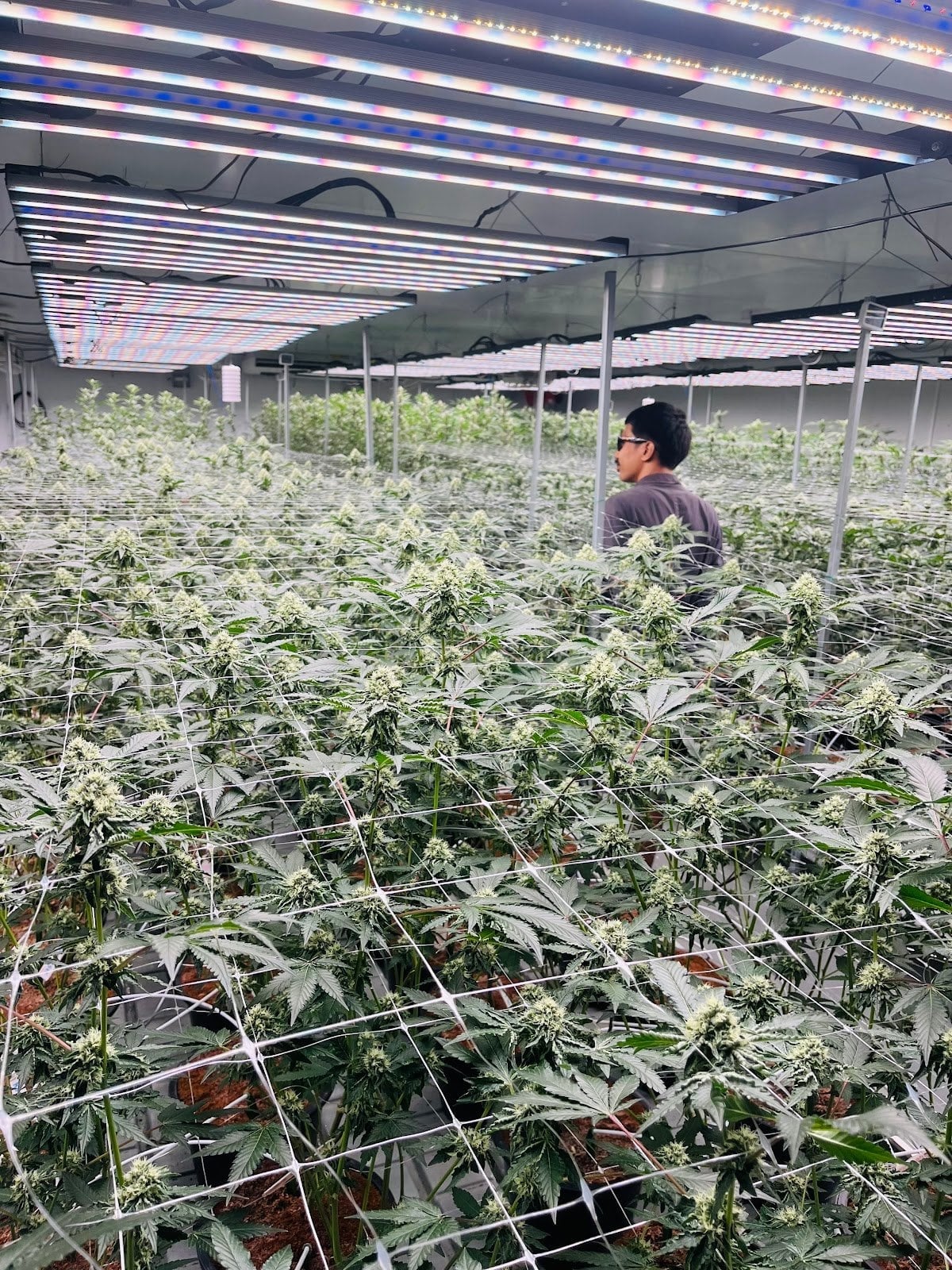 Cannabis Market3