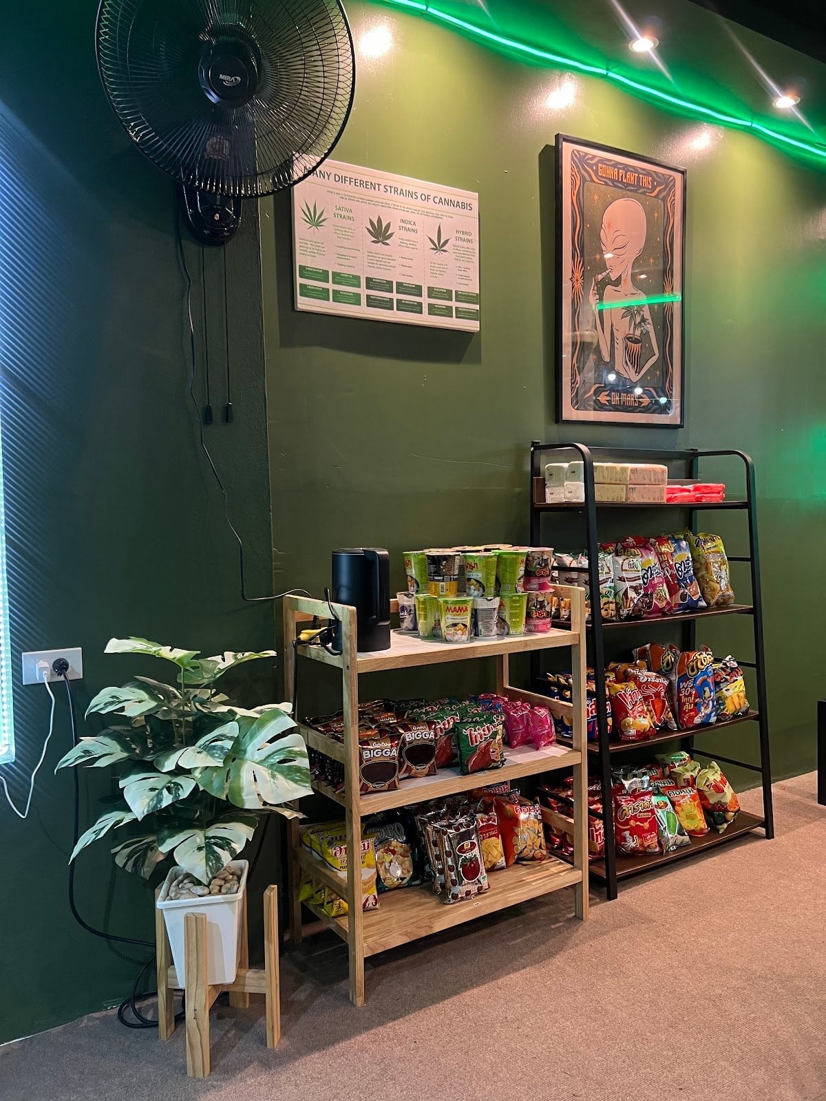 Zone Cannabis 30Kanya