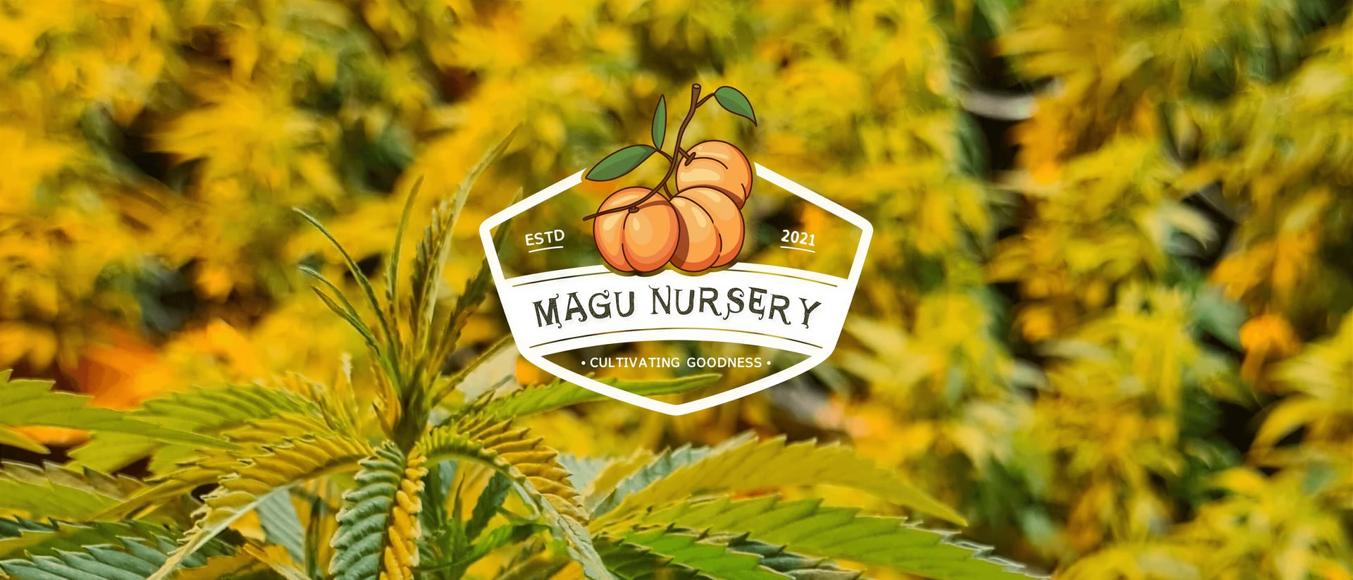 Magu Nursery hero