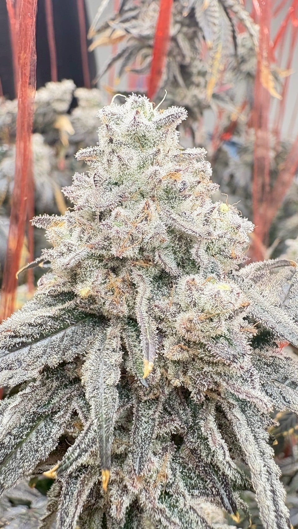 Urayka Weed & Roll