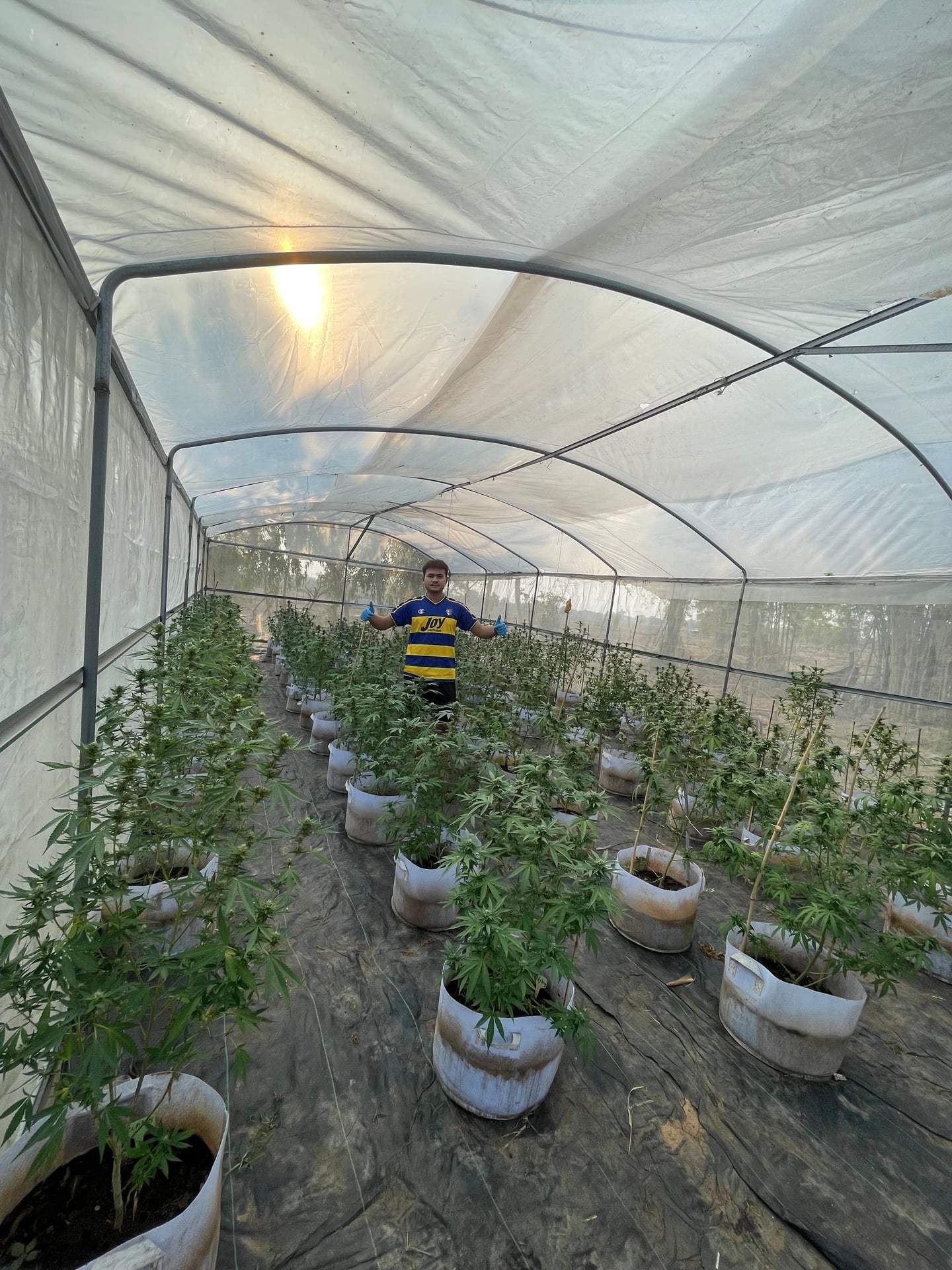 Fa Farm Cannabis
