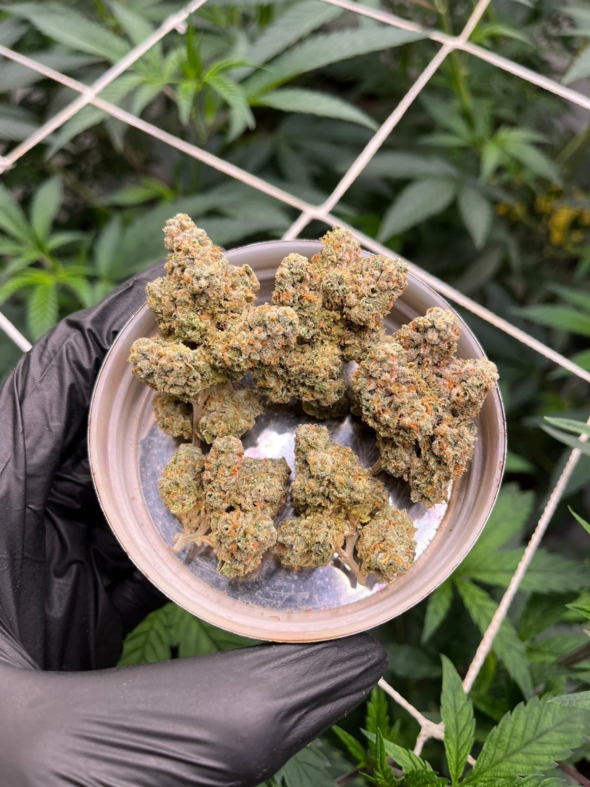 Monster Flowers