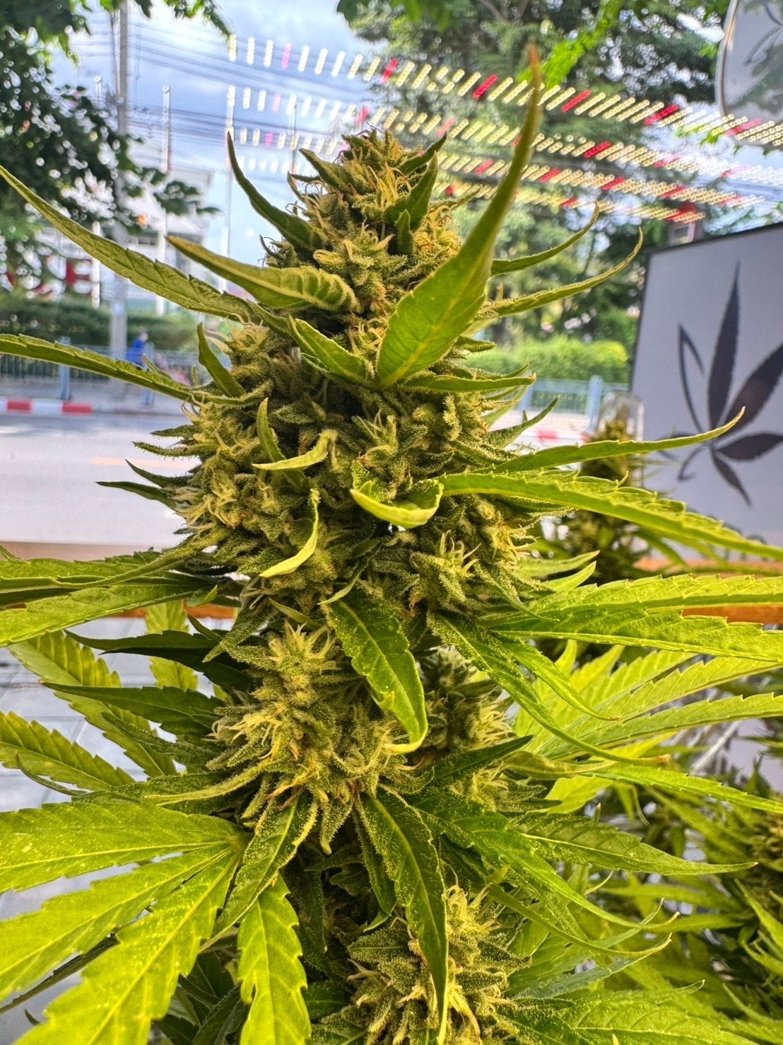 Weedstock Bang Kho Laem