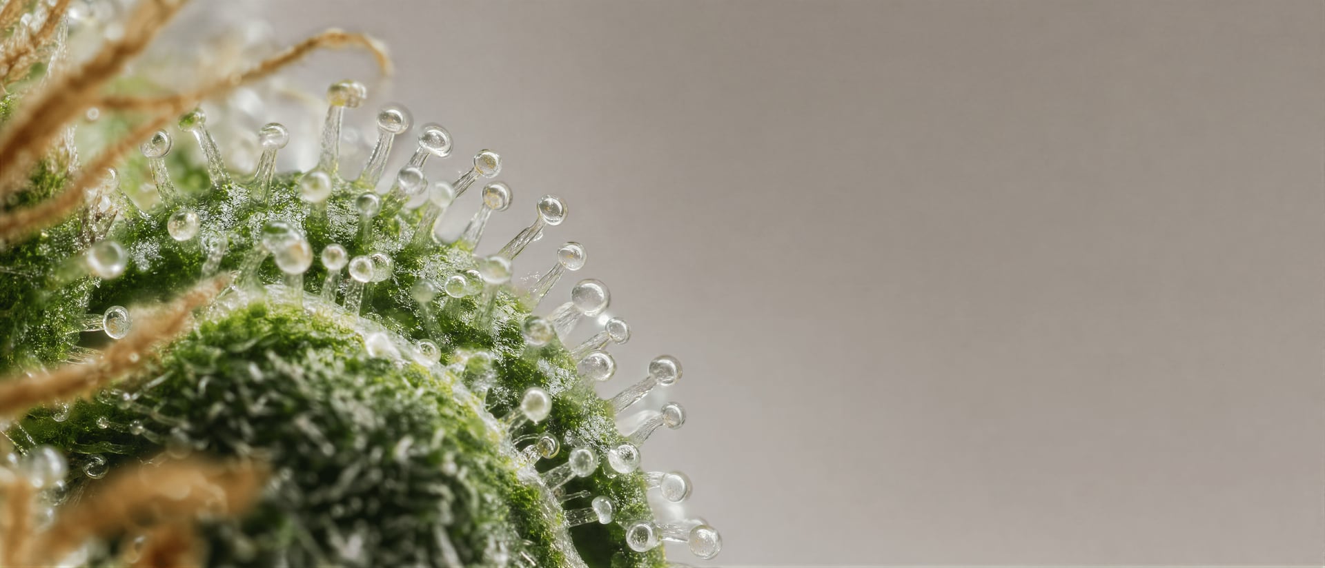 CBGA: Precursor Cannabinoid Acid Explained in Cannabis