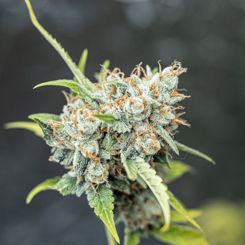 Og Kearth Mimosa Cake, Bruce Banner