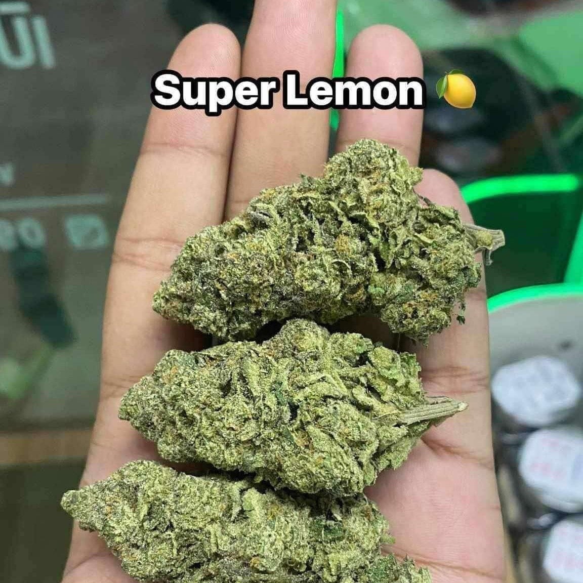 66 Cannabis