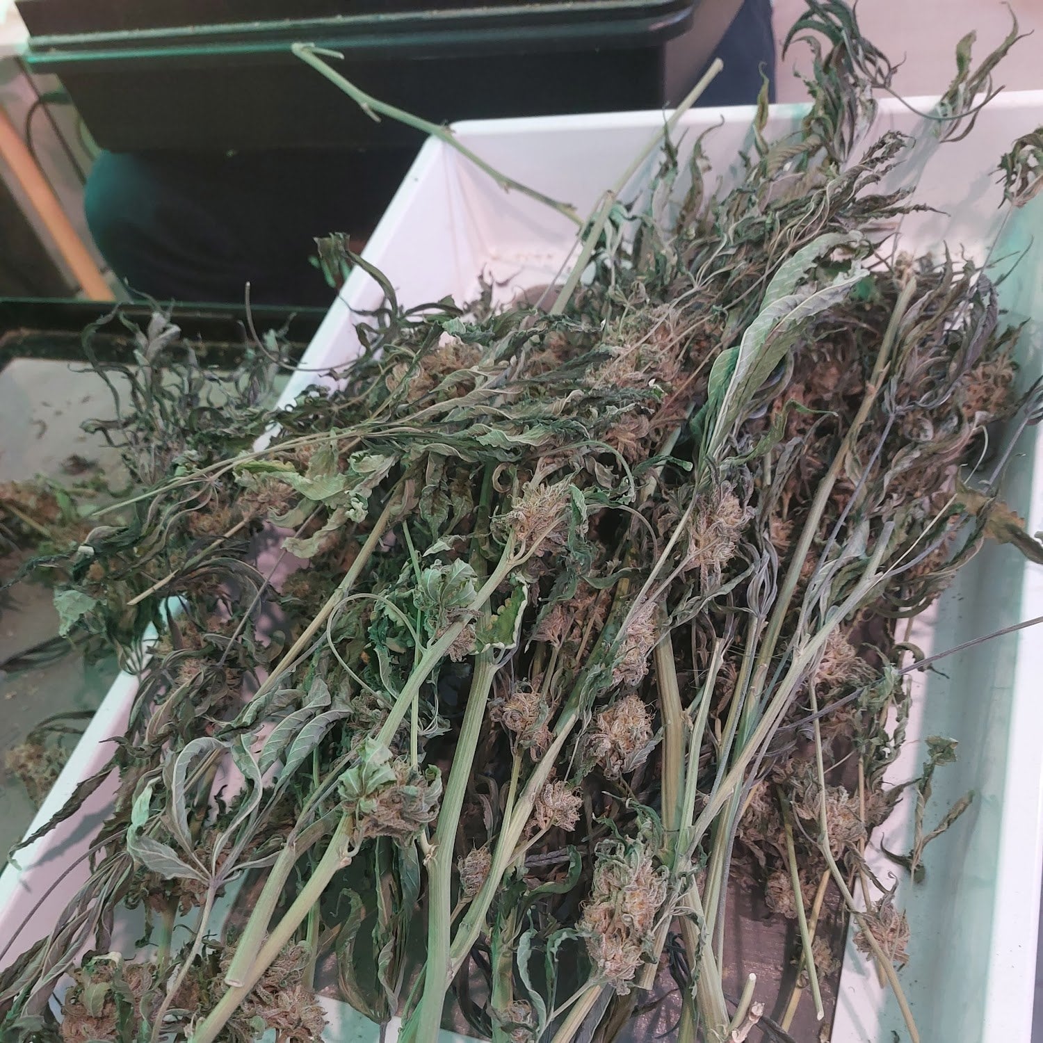 Sticky Icky