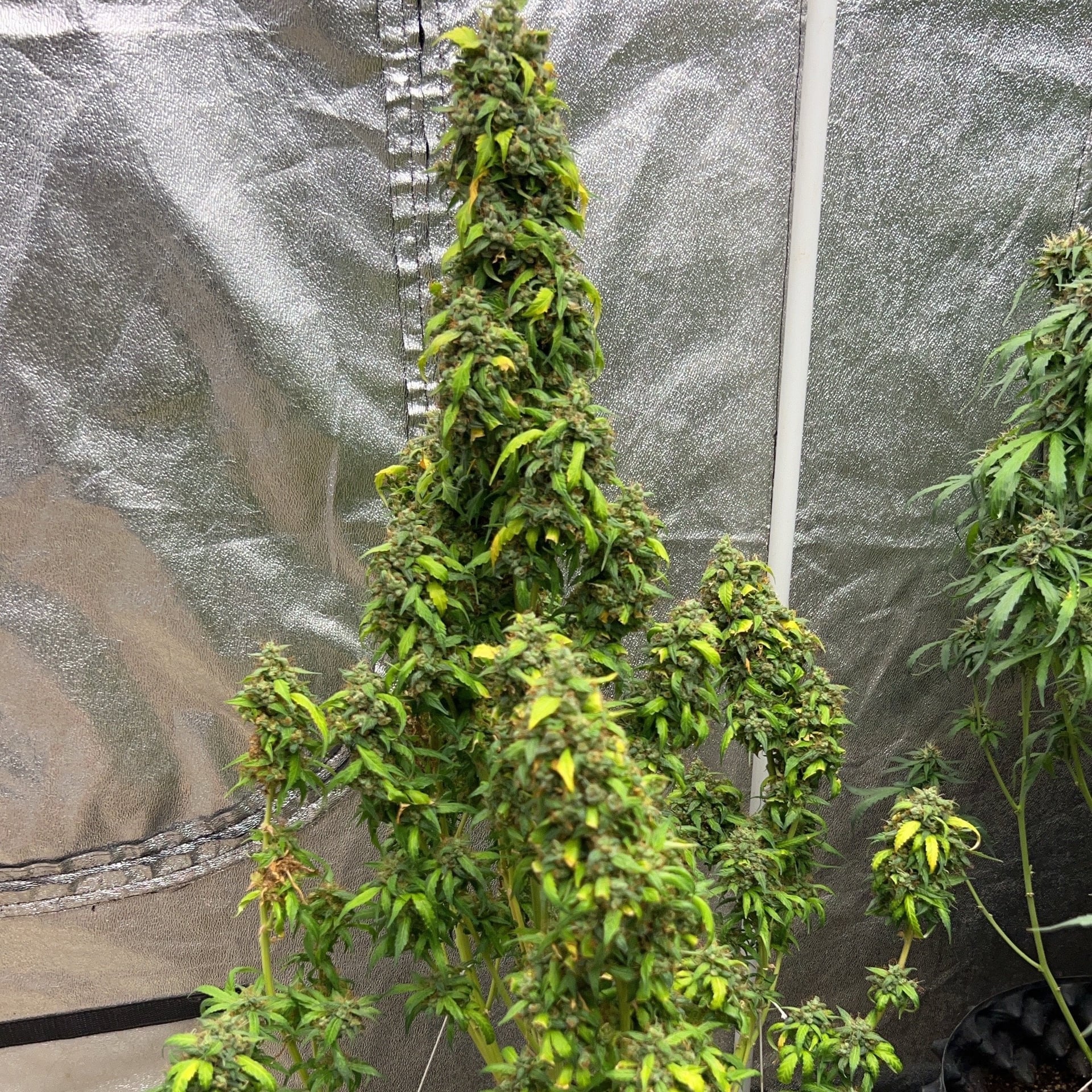 Maesaraing Cannabis Farm