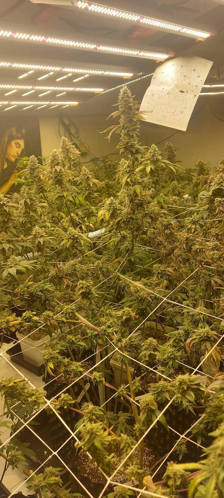 Heaven Og 420Th