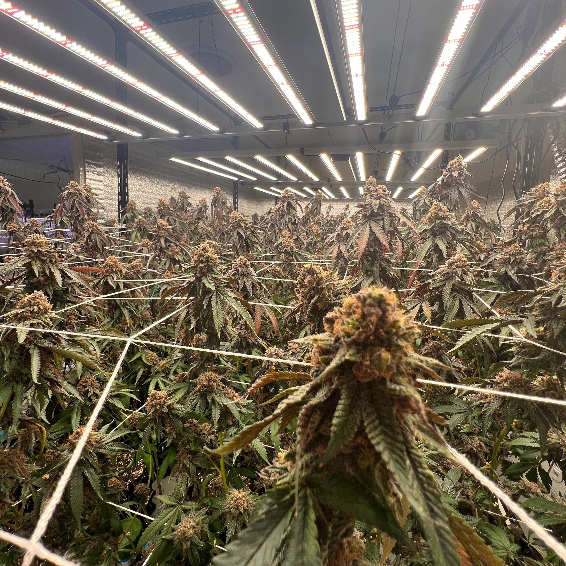 Green Dreams