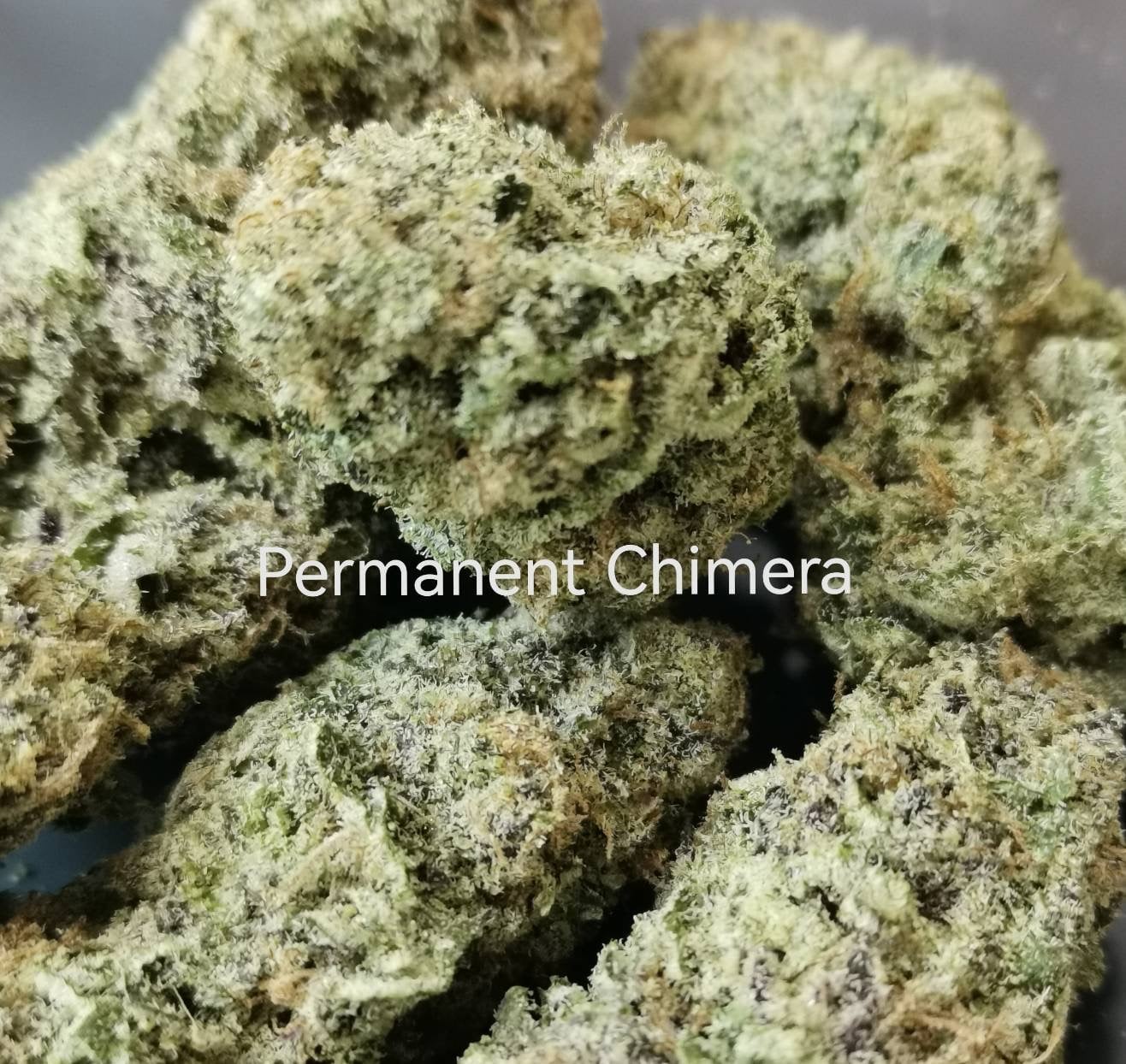 Cannabis Ladprao26