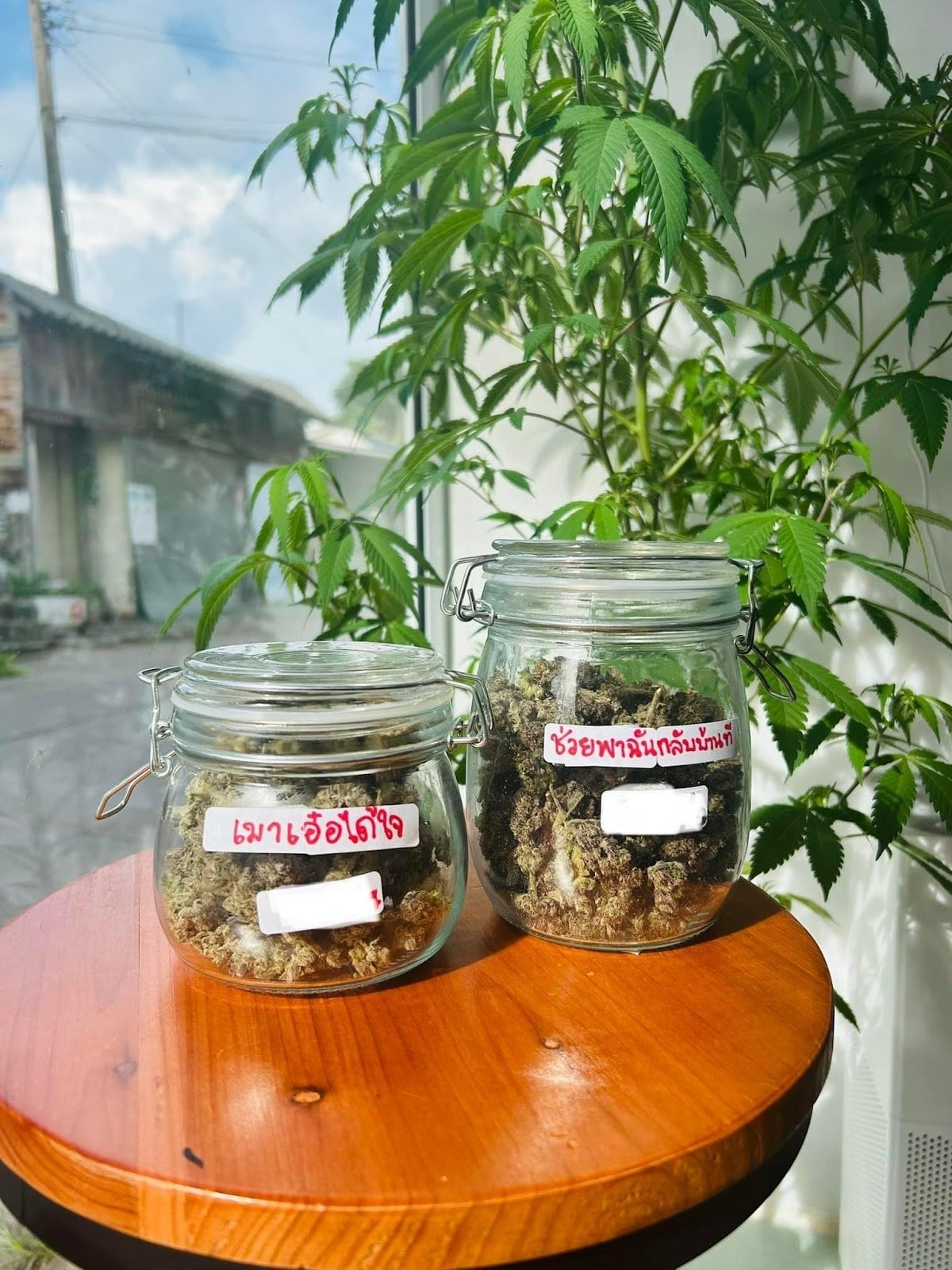 Cannabis Mart