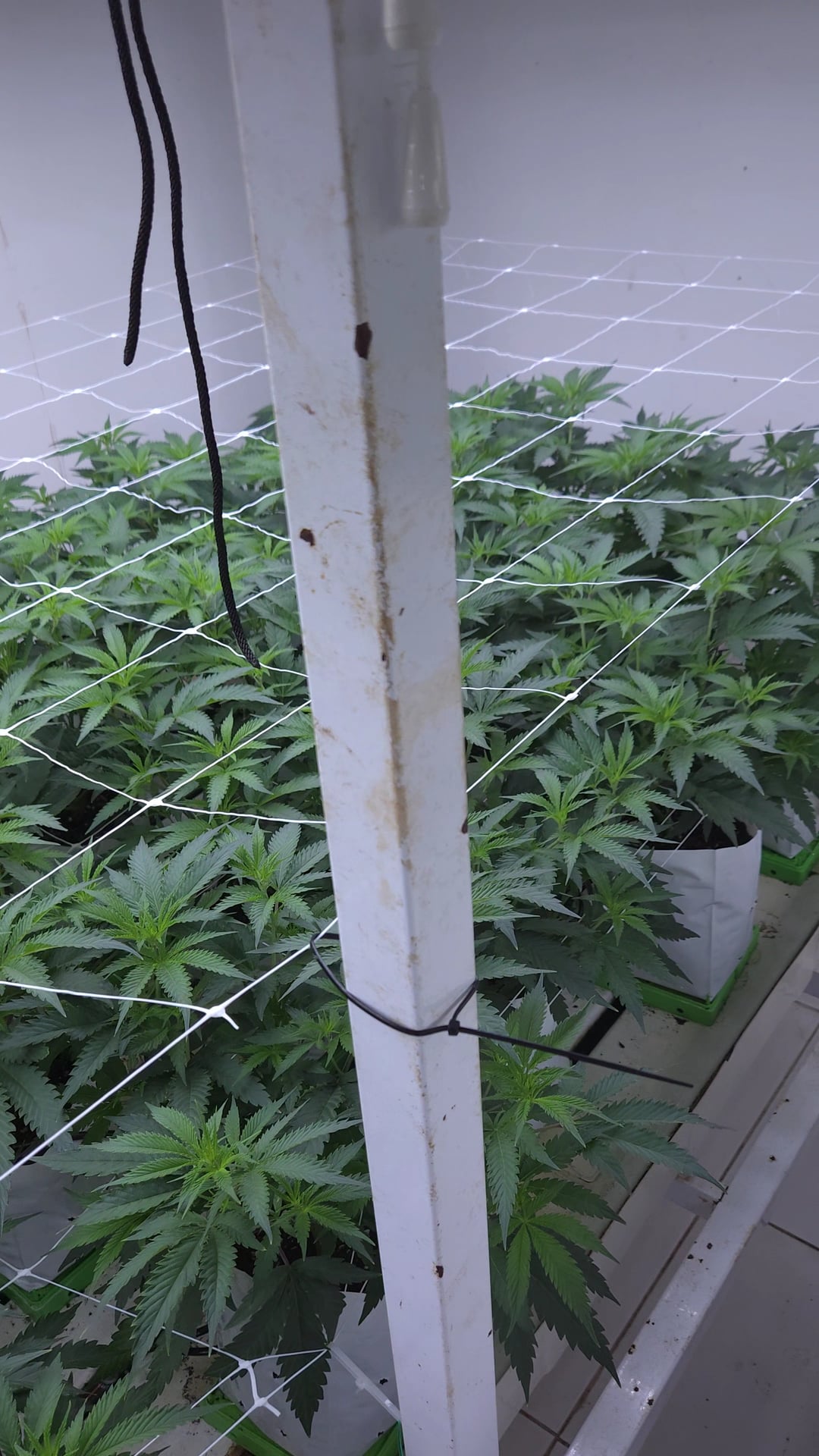 Weedland Medical