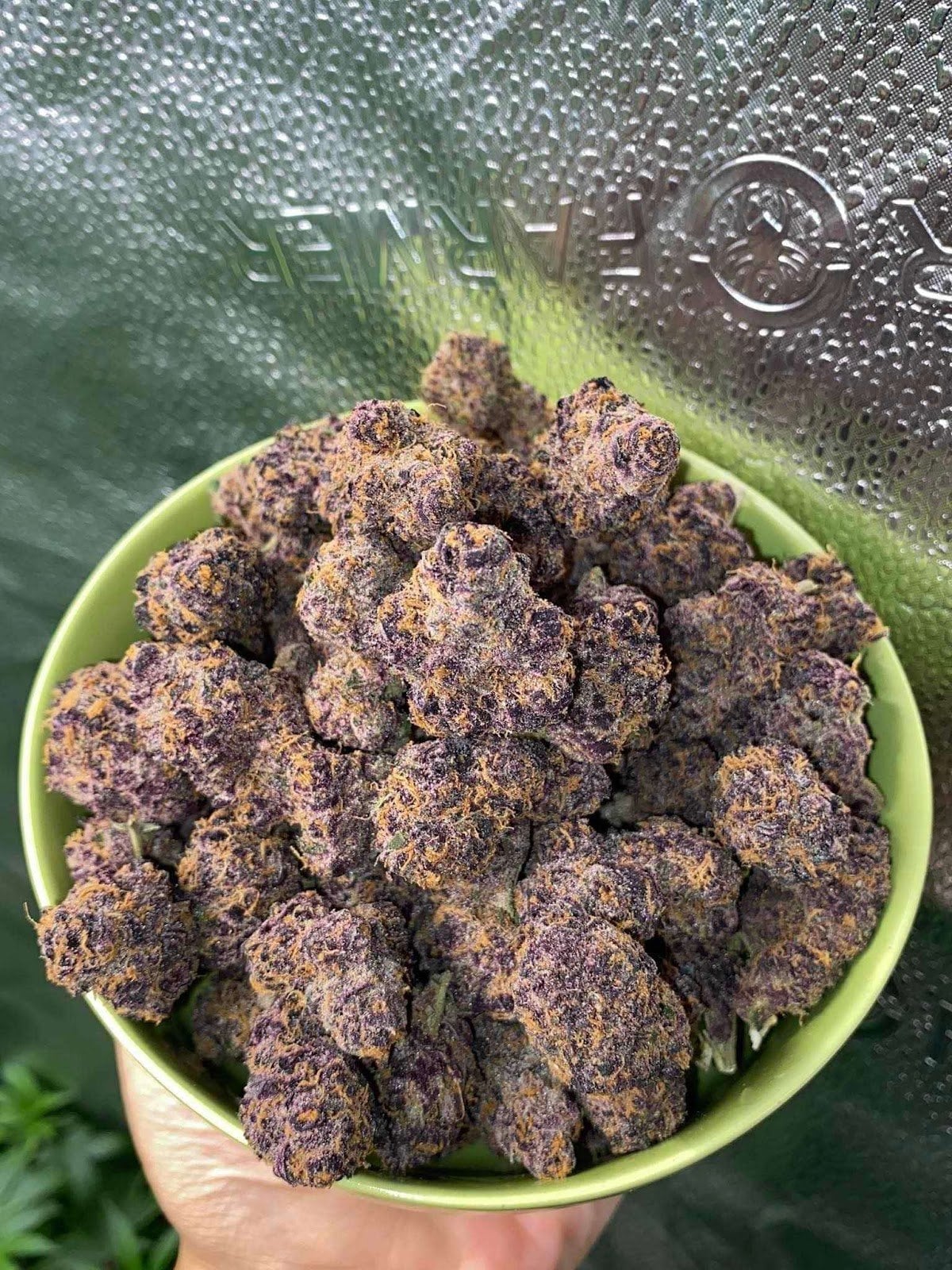 Savannah House Dispensary - Ca'fe Weed Store & Cannabis Shop 24 Hours