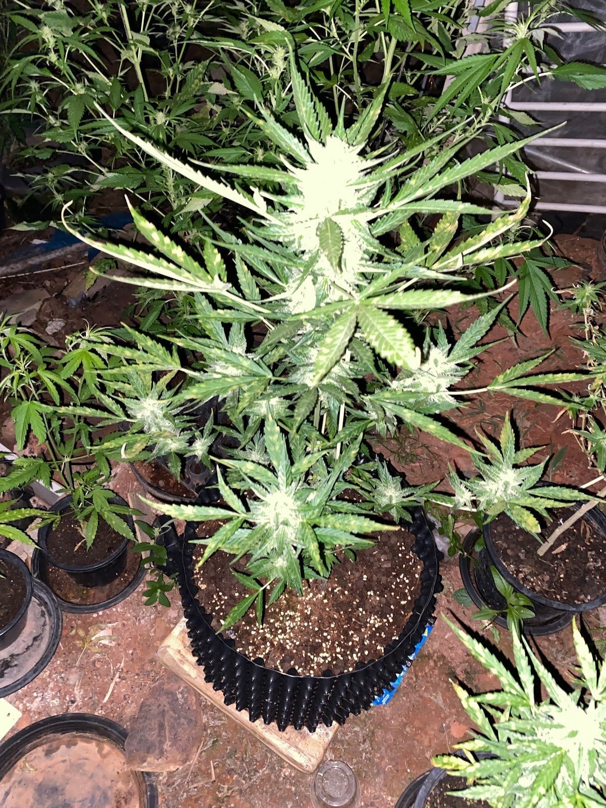 Infinity Cannabis