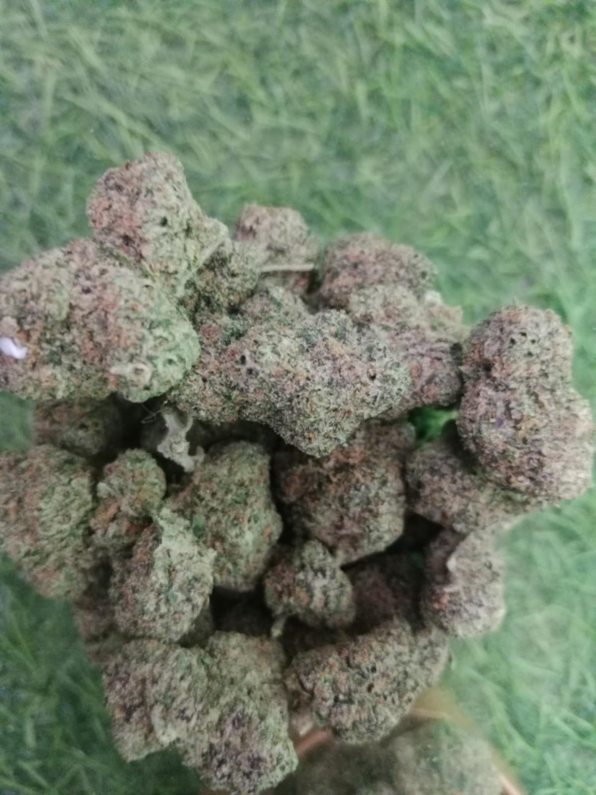 Tiger Black Weed