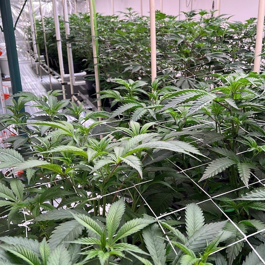 Golden Smile Exotics