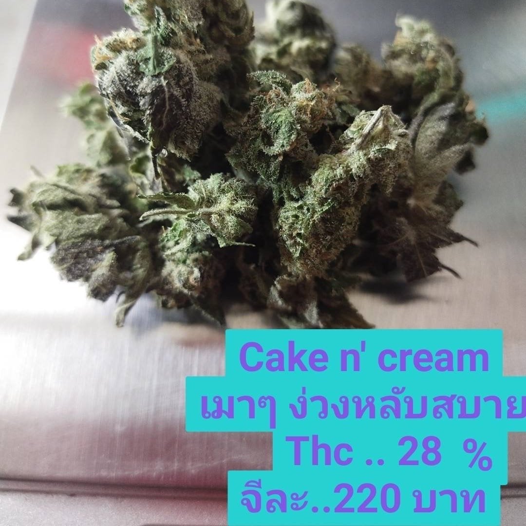 Gimmick Kamphaeng Saen