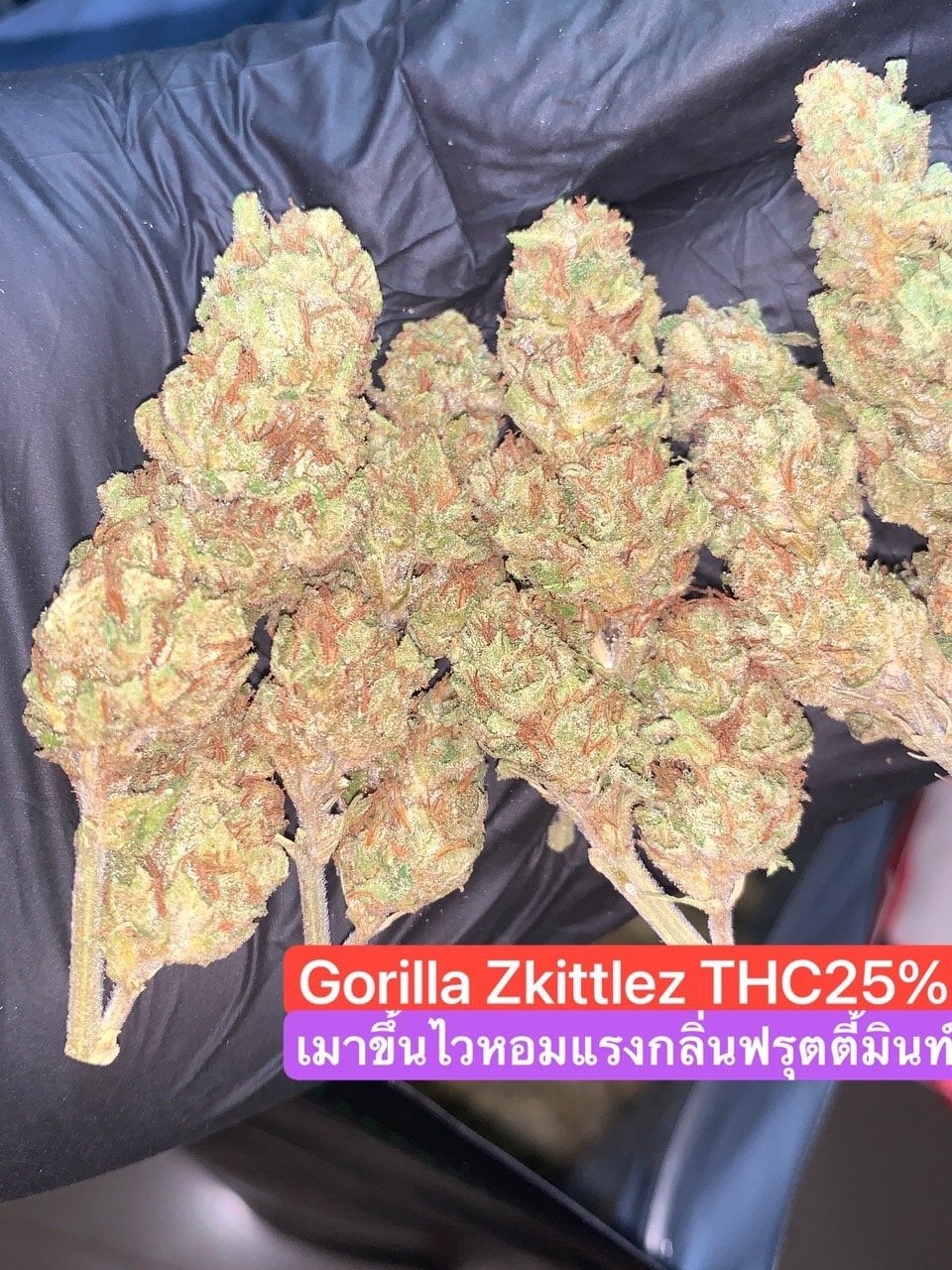 Bombaejuraju.cannabis
