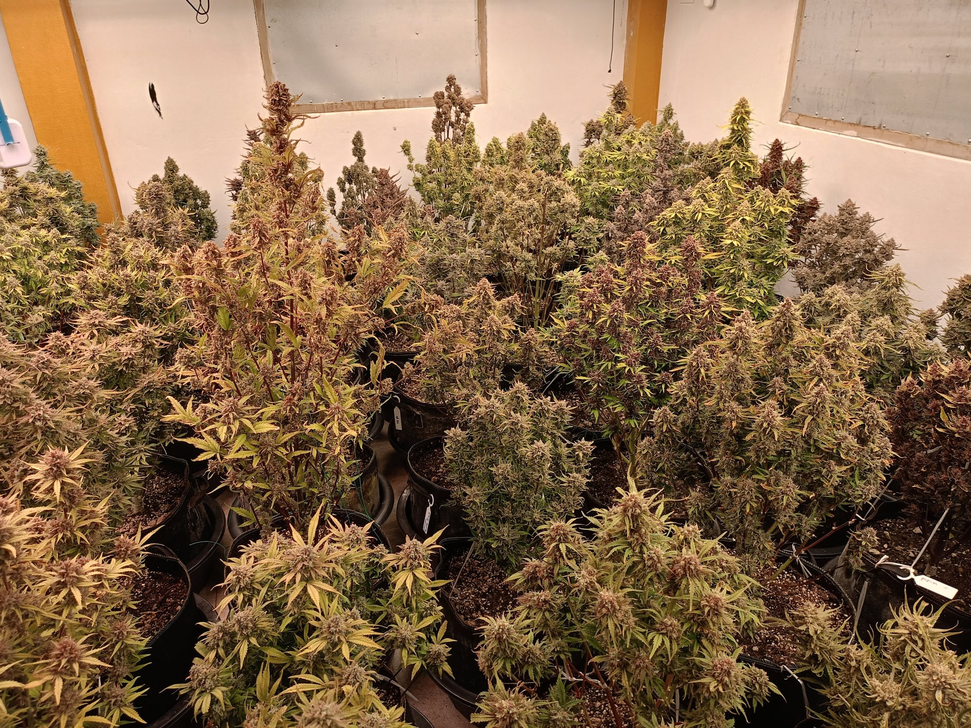 Happy Island OG by.Klong Nin
