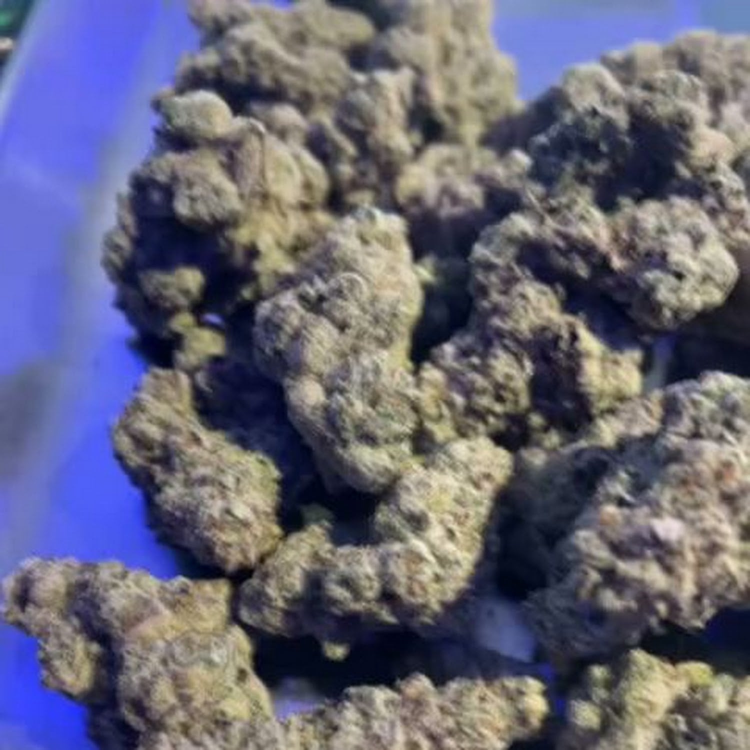 Apollo1988 Cannabis Huai Khwang