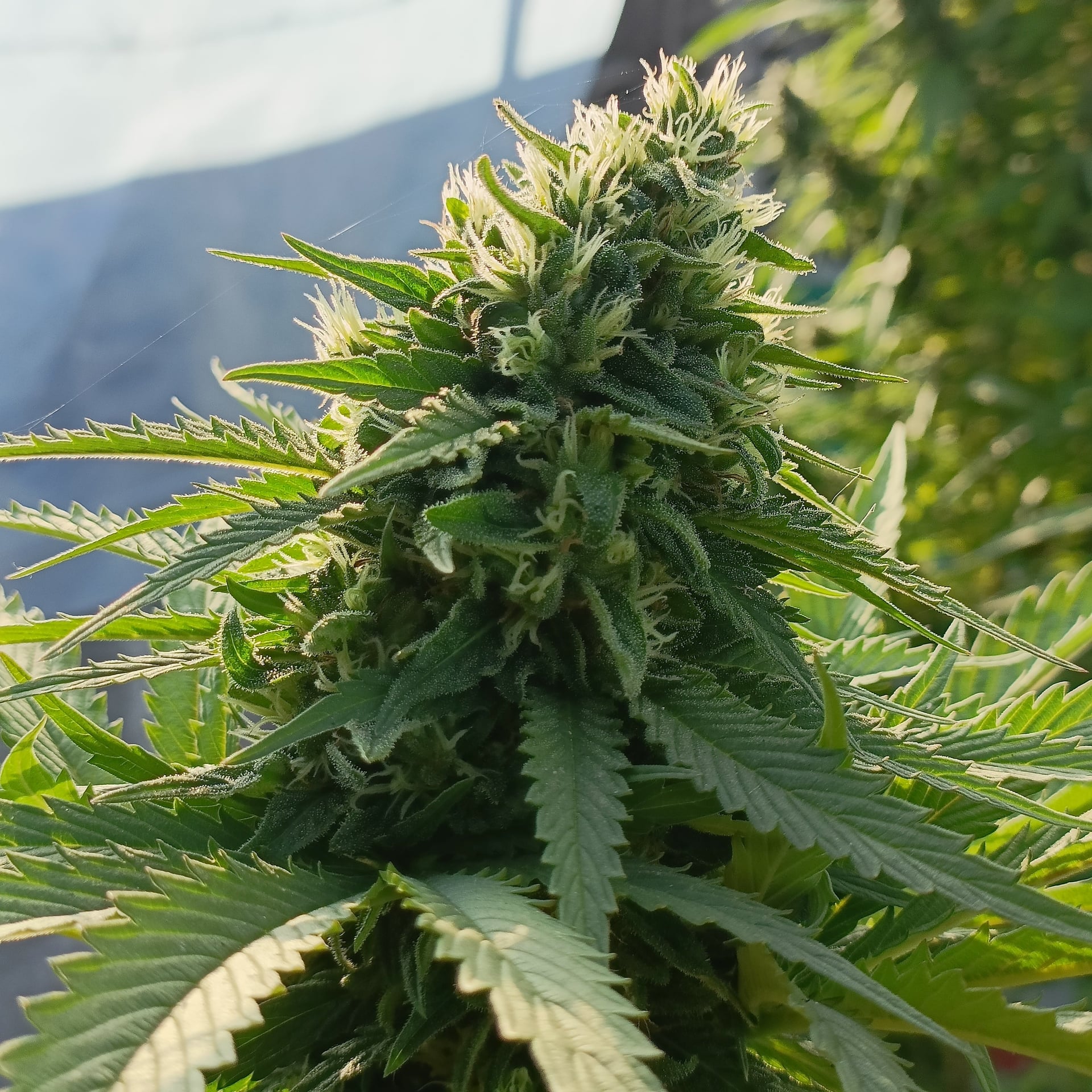 High Smoke OG
