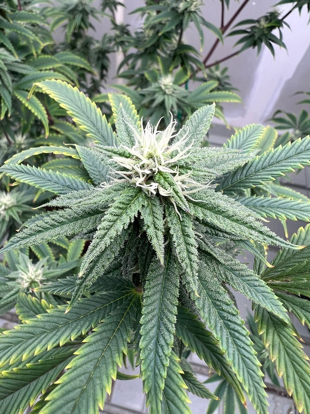 Cannabis Weed