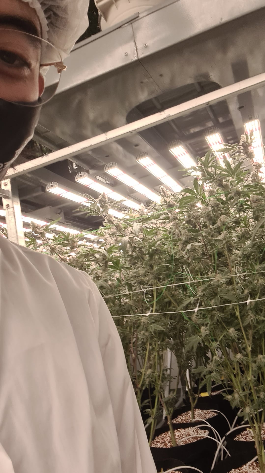 High Mai ? Cannabis Weed Cafe